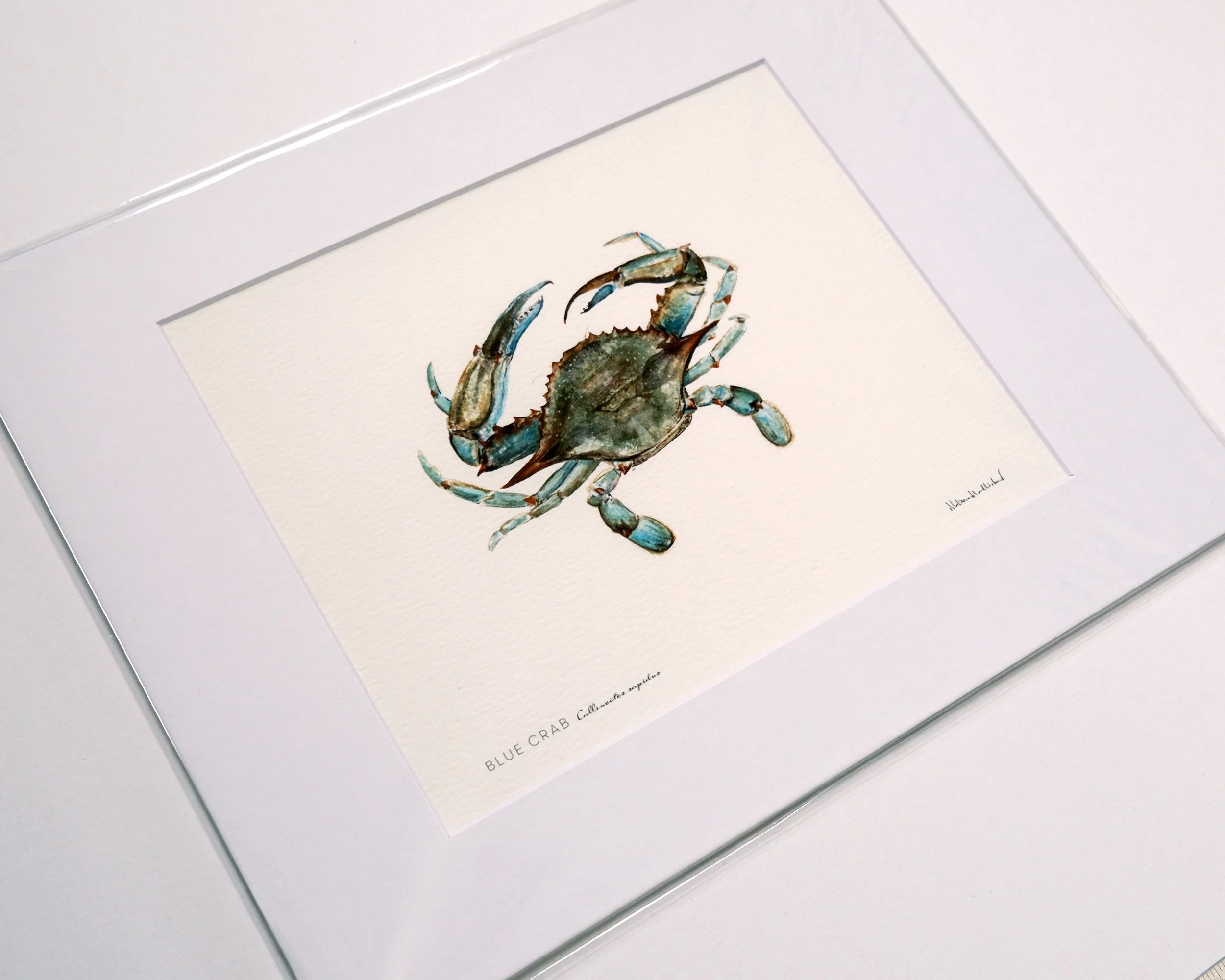md-blue-crab-watercolor-study-asfprint-perspective.jpg