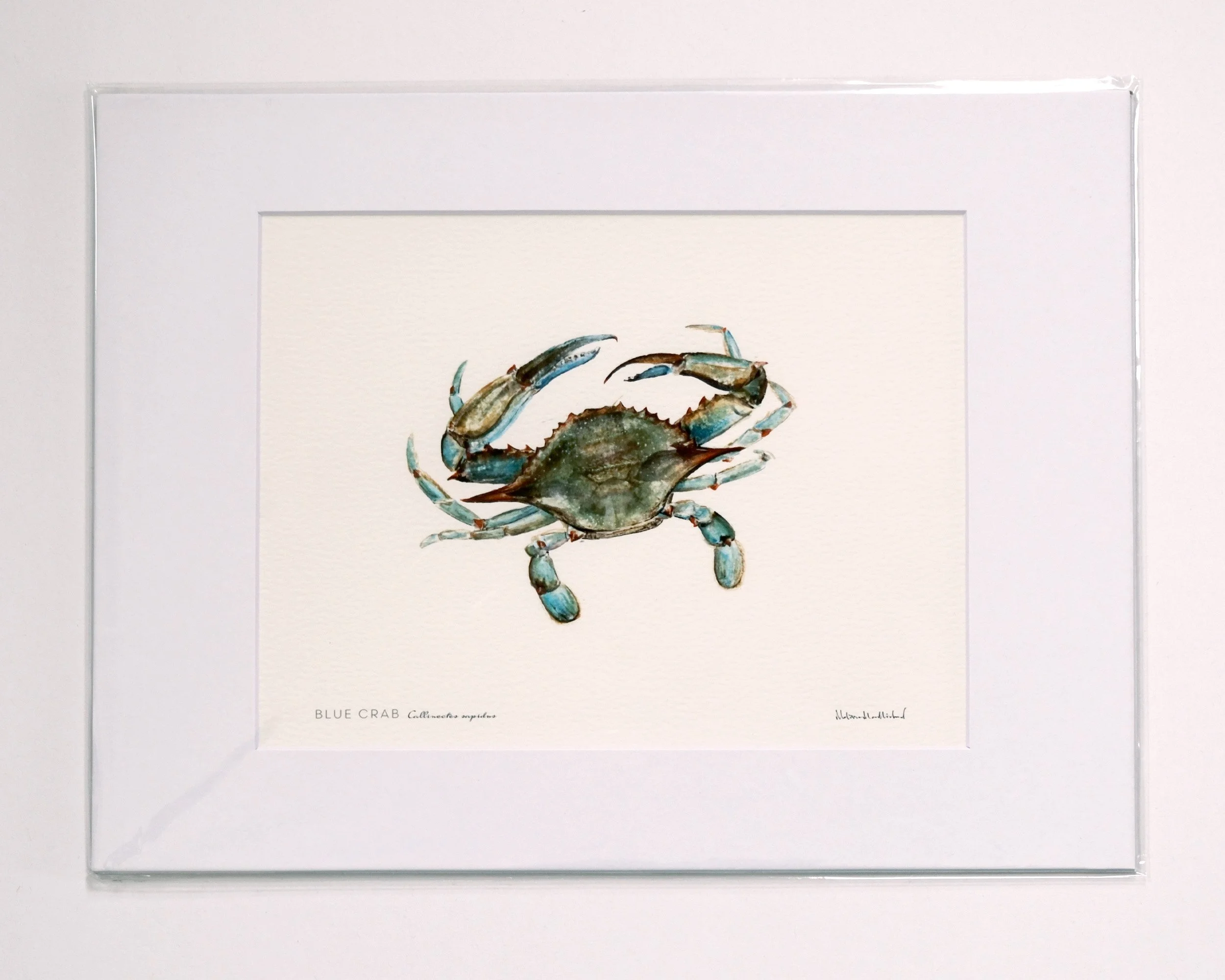 md-blue-crab-watercolor-study-asfprint.jpg