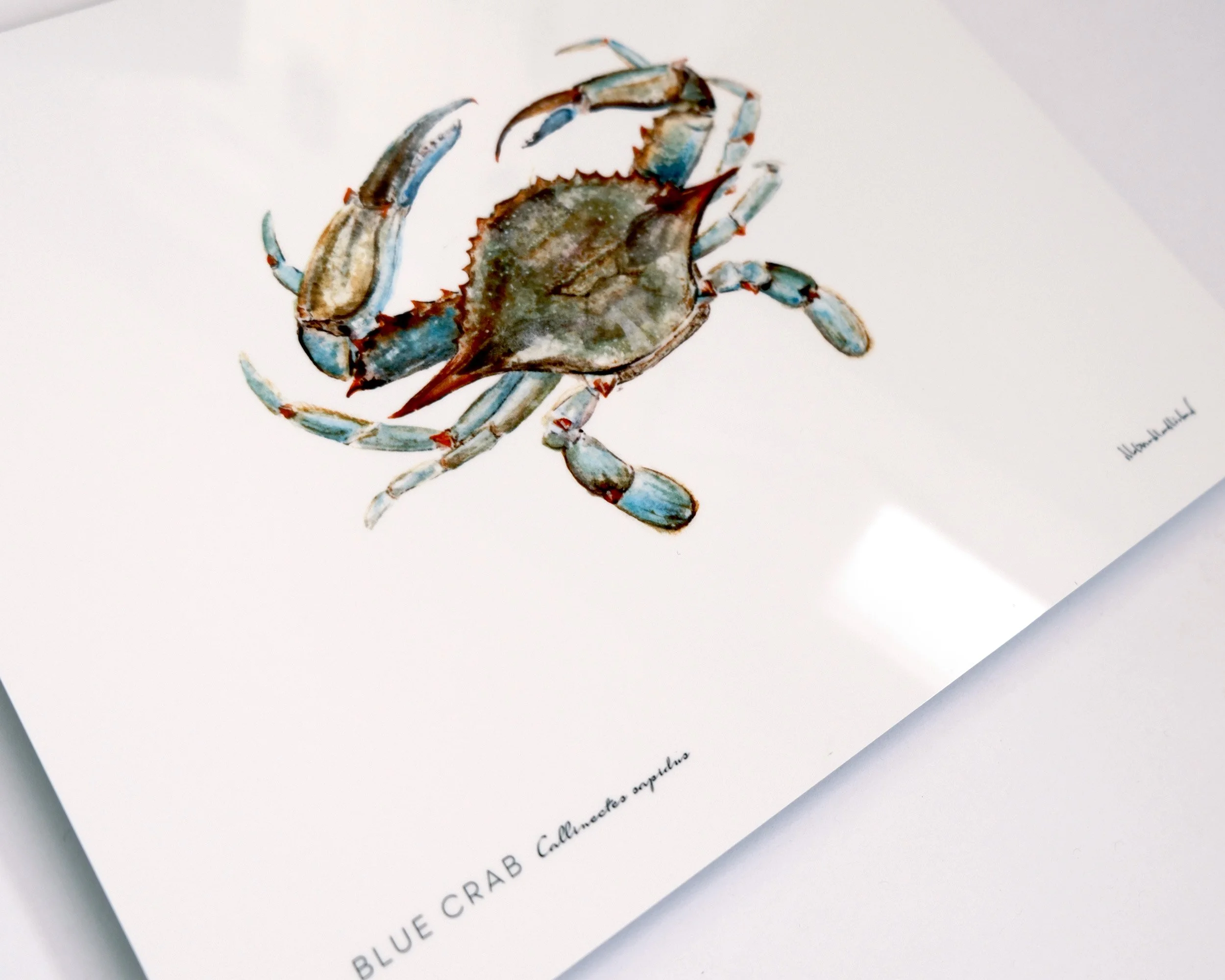 md-blue-crab-metal-print-WEB2.jpg