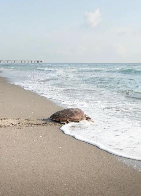 A sea turtle near the shoreline on a sandy beach with waves and a pier in the distance.