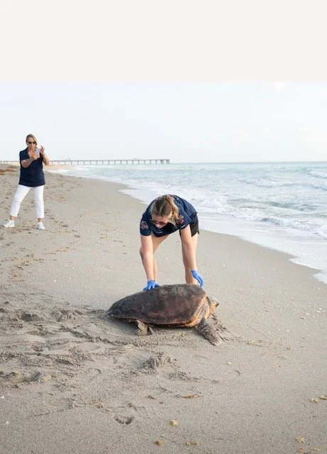 Person in blue gloves lifting a sea turtle on the beach, with another person in the background taking a photo under an overcast sky.