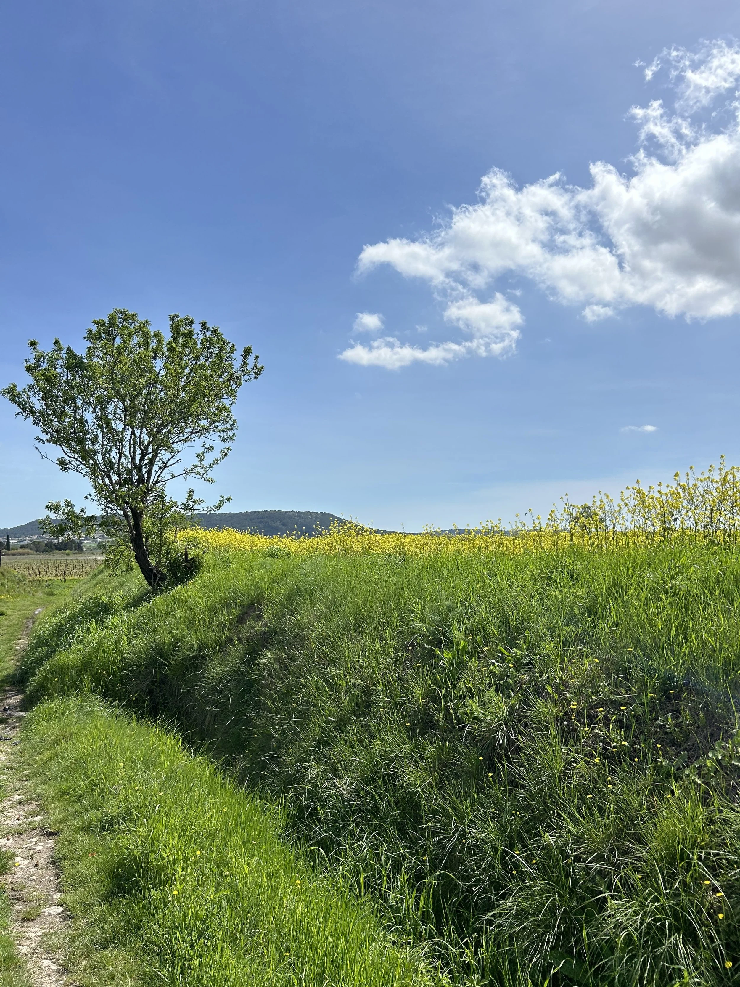 A rural, peaceful landscape in southern France with blue sky, yellow flowers and a fig tree. Lost in nature