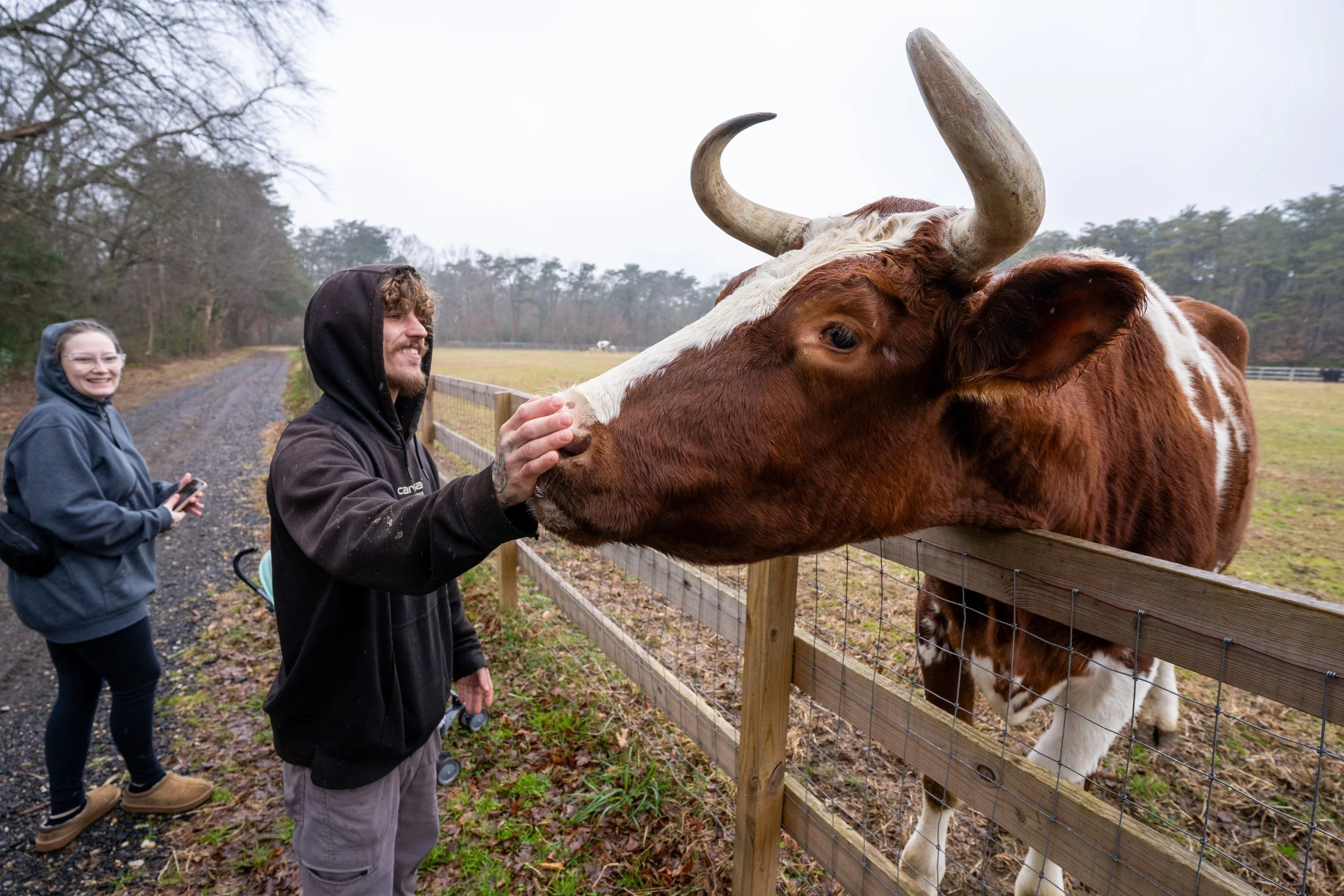 Eric Wurtzel pets a cow at Freedom Farm Animal Rescue in Cedarville, NJ on Saturday, December 6, 2025. (Follow South Jersey)
