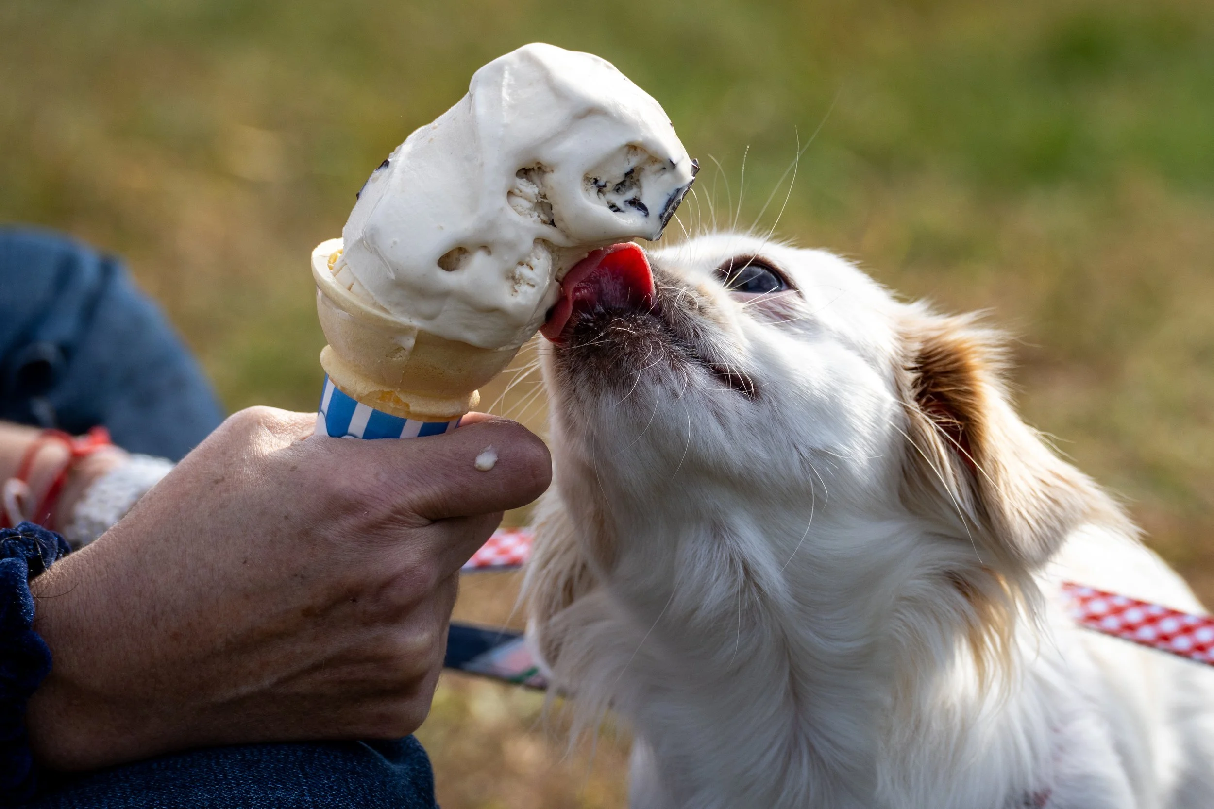 Sophie licks ice cream at the Howl-O-Ween family festival at Marty's Place in Allentown on Saturday, October 18, 2025. (The Star-Ledger)