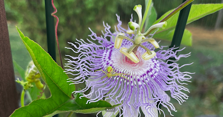 Market Opportunities for Appalachian Herb Growers