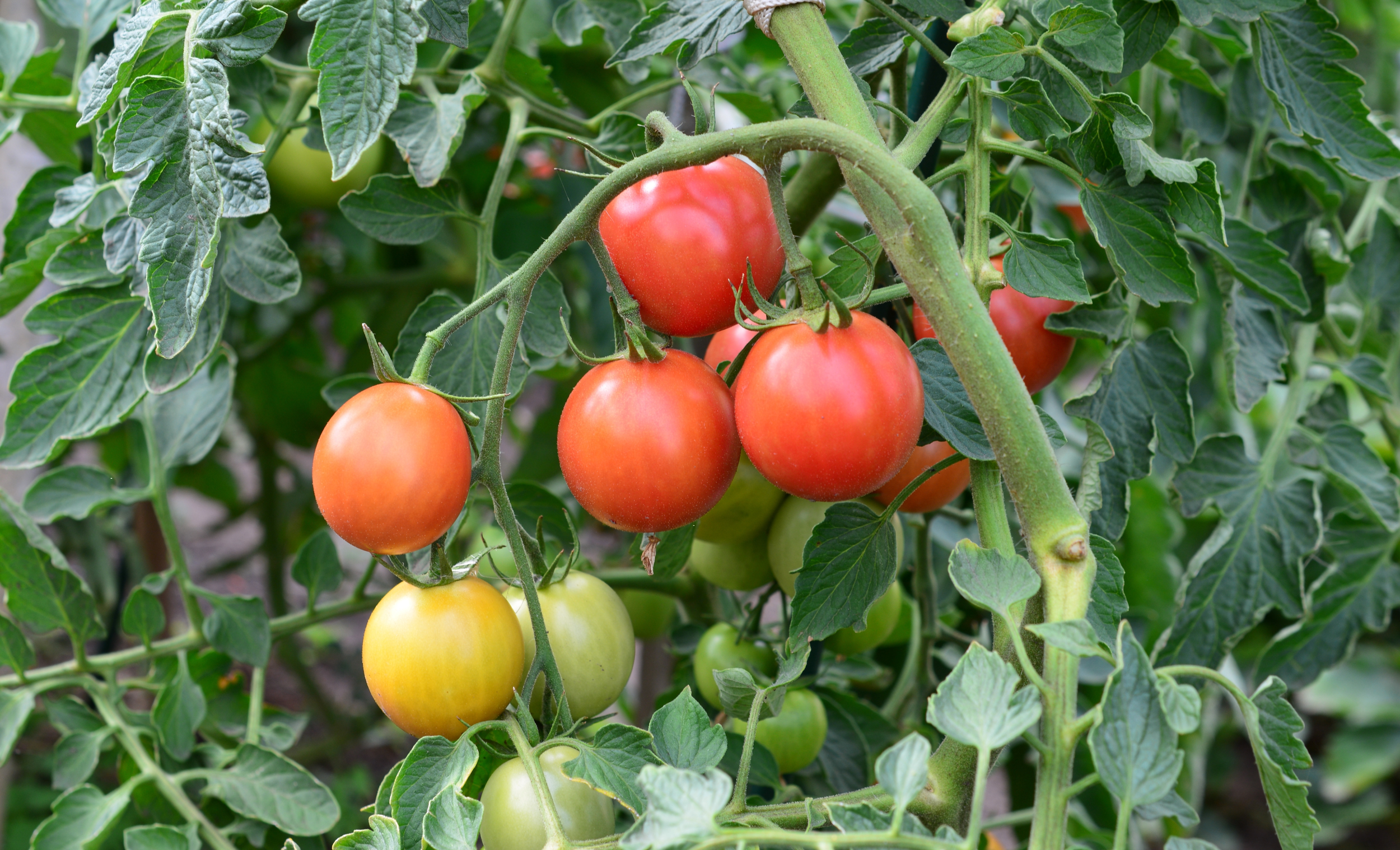 tomatoes.png
