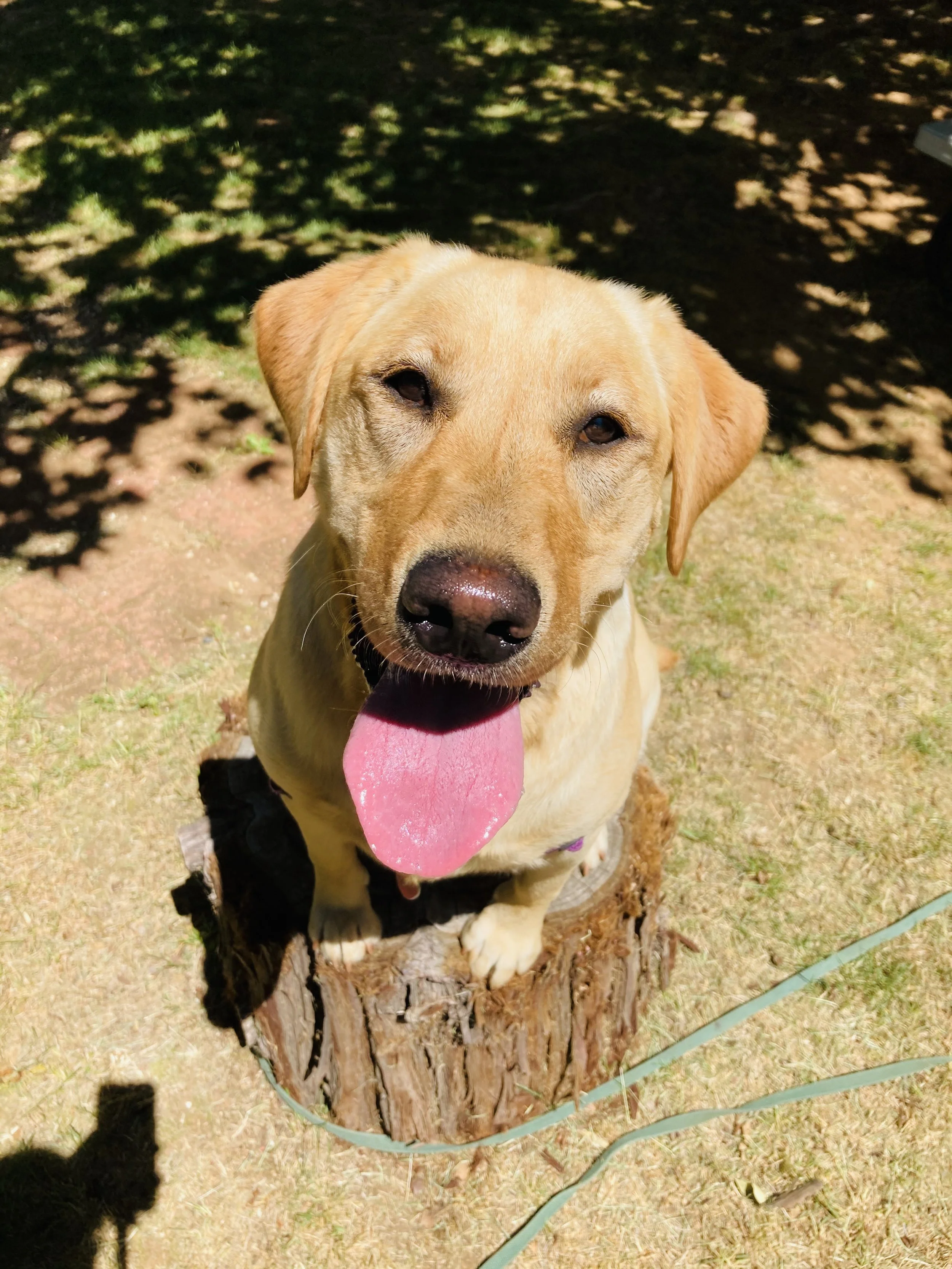 A labrador retriever dog sitting on a tree stump with its tongue out and a green leash attached to collar.