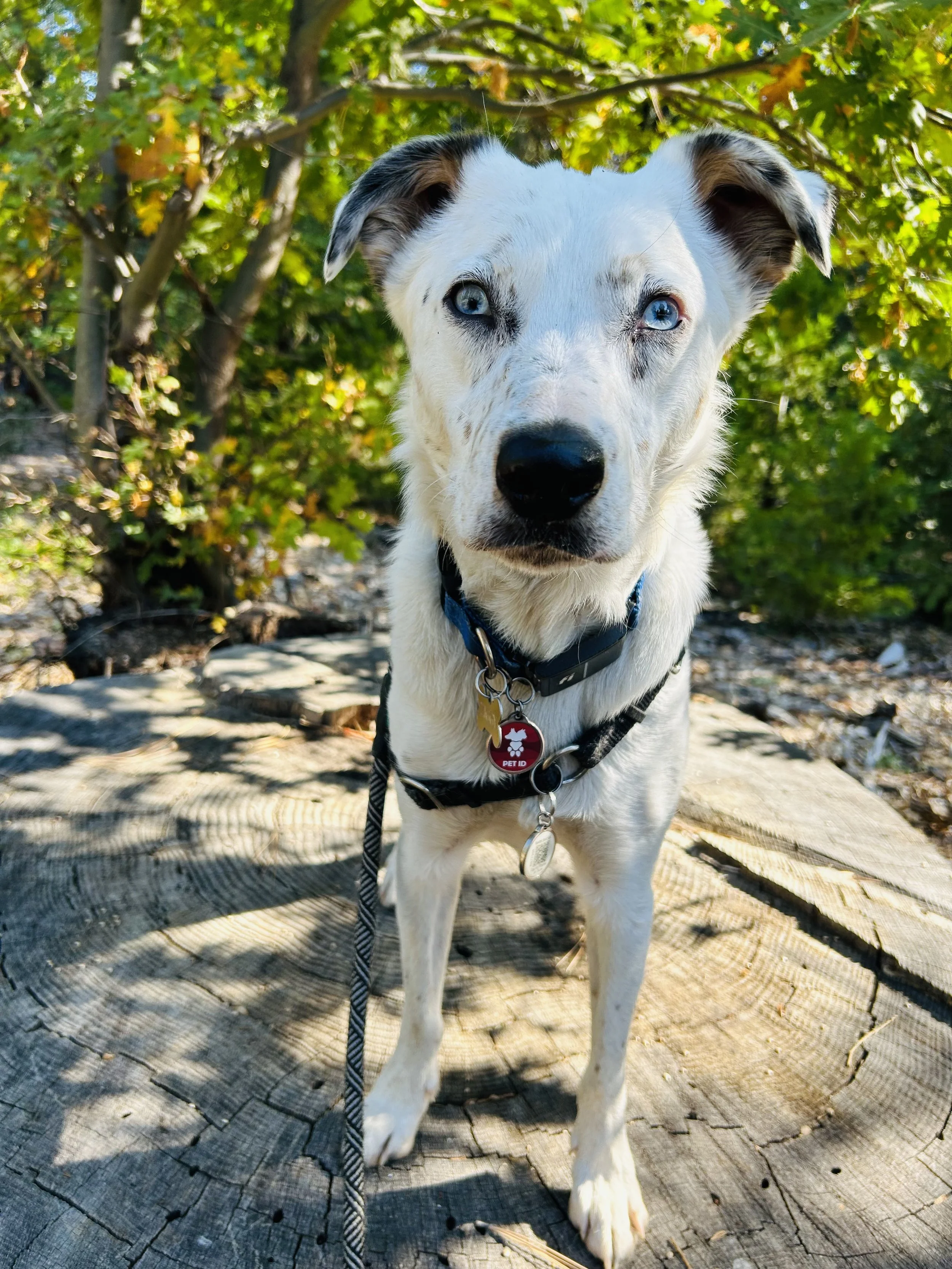 A white and black puppy with blue eyes standing on a stump with greenery in the background, looking at the camera.