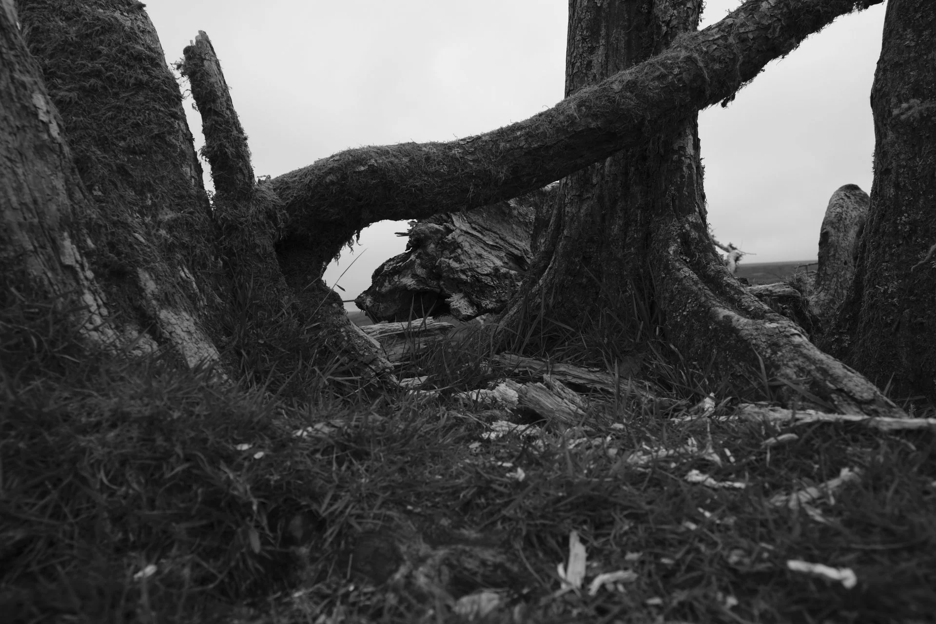 Black and white photo of fallen tree roots and branches on the ground, with a cloudy sky in the background.