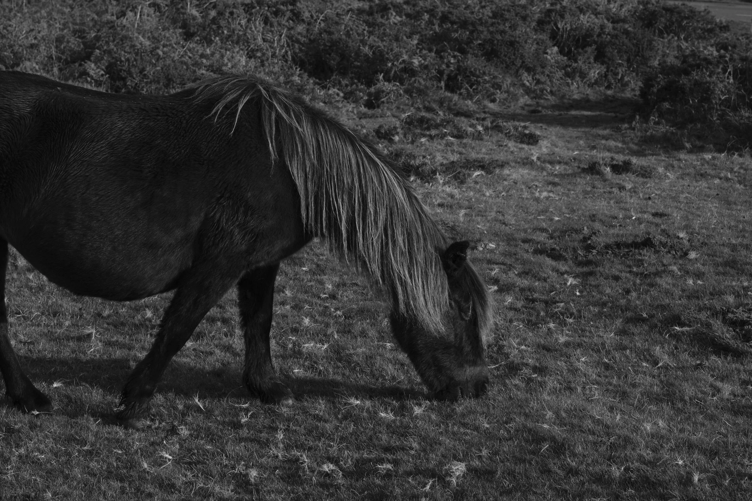 Haytor 3.jpg
