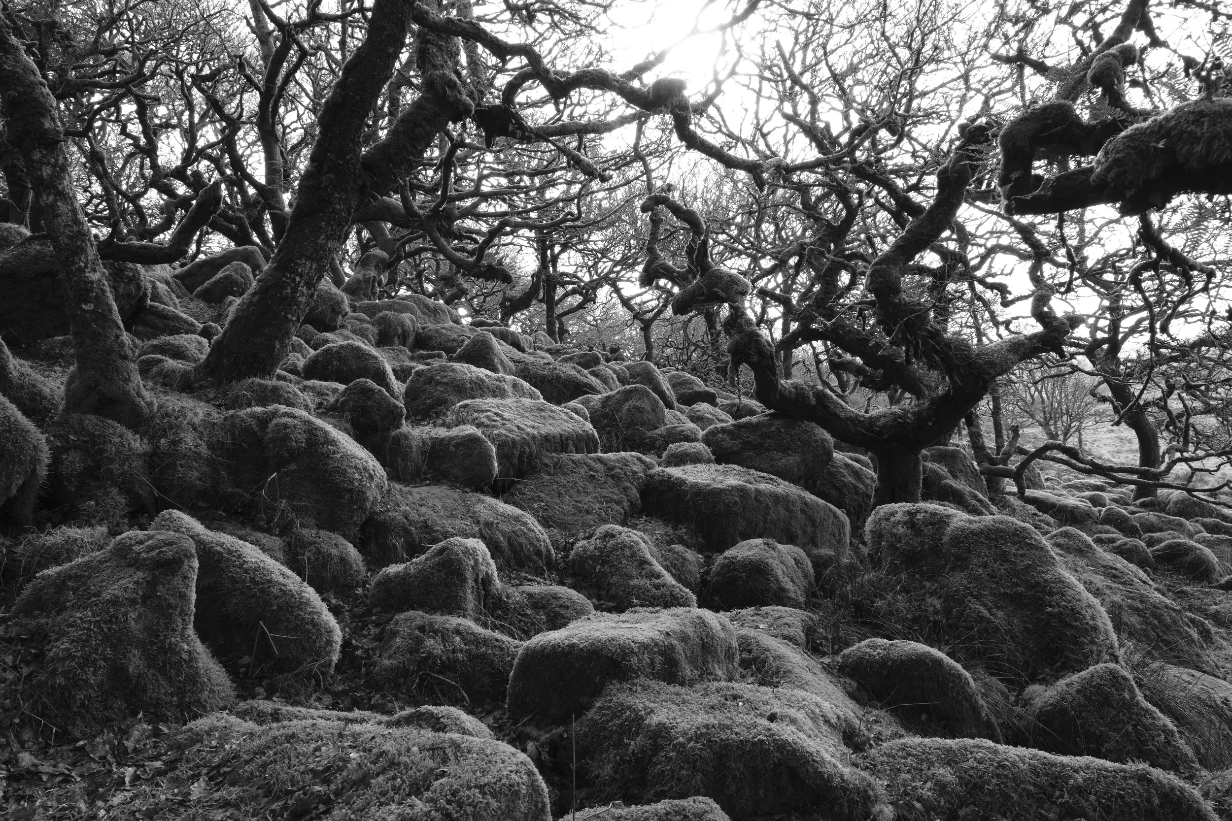 Wistman_s Wood_36.jpg