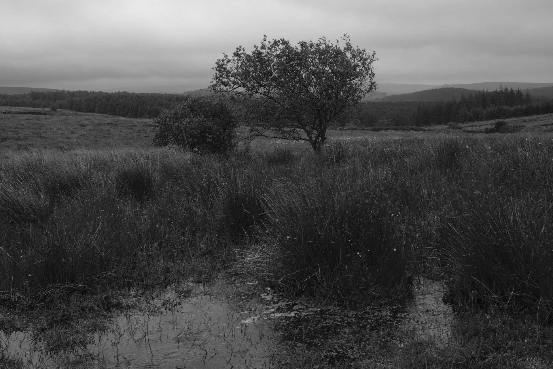 Princetown_12.jpg
