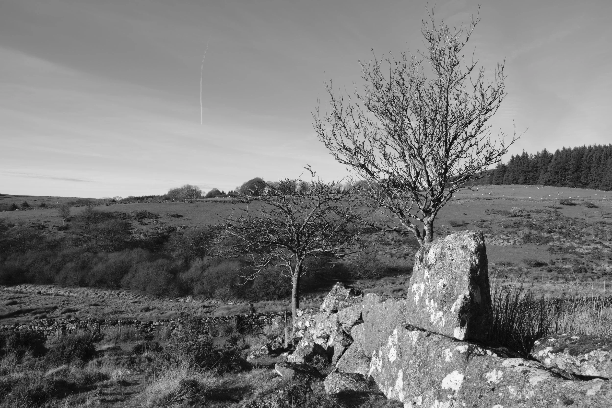 Wistman's Circular_4.jpg