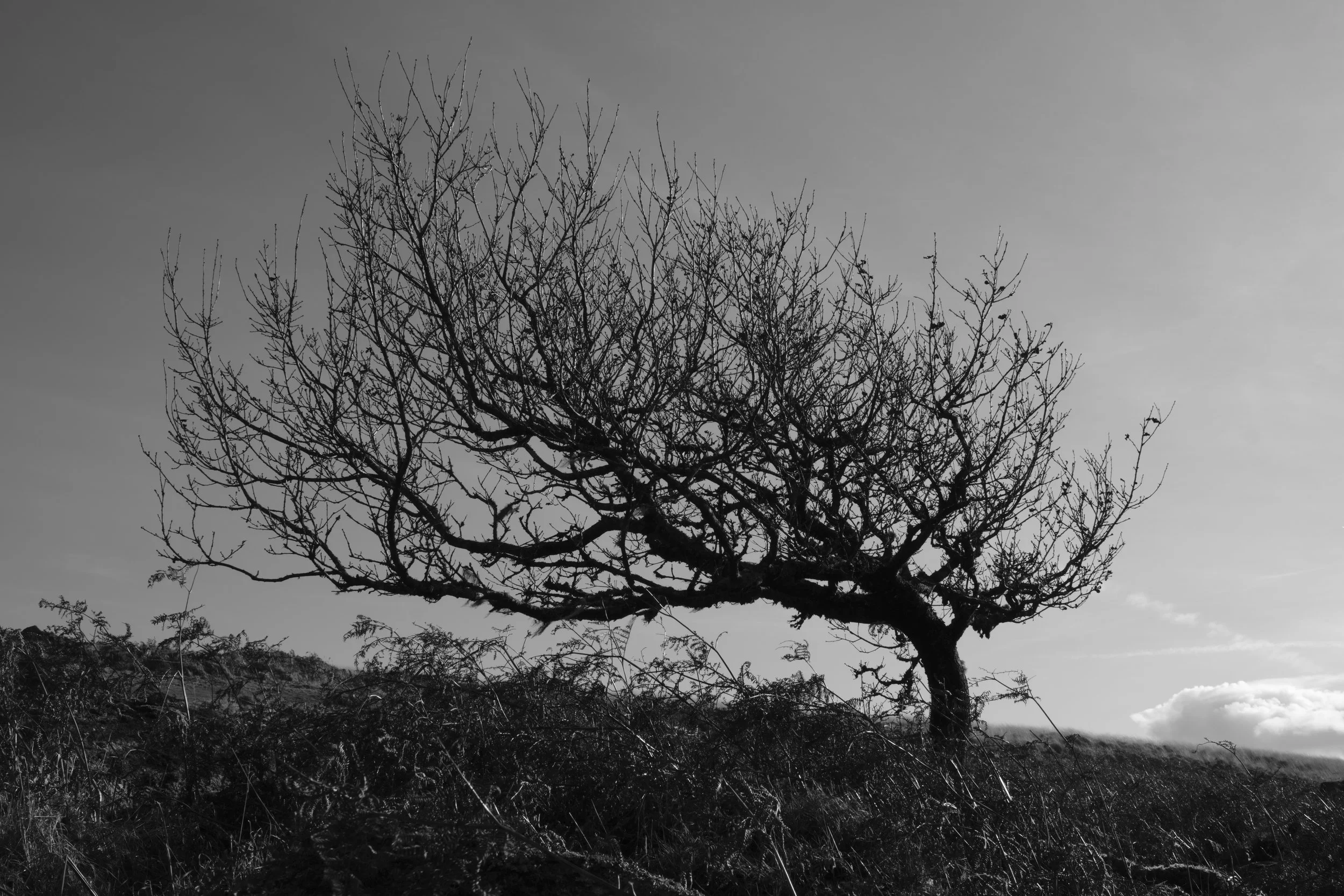 Wistman's Circular_56.jpg