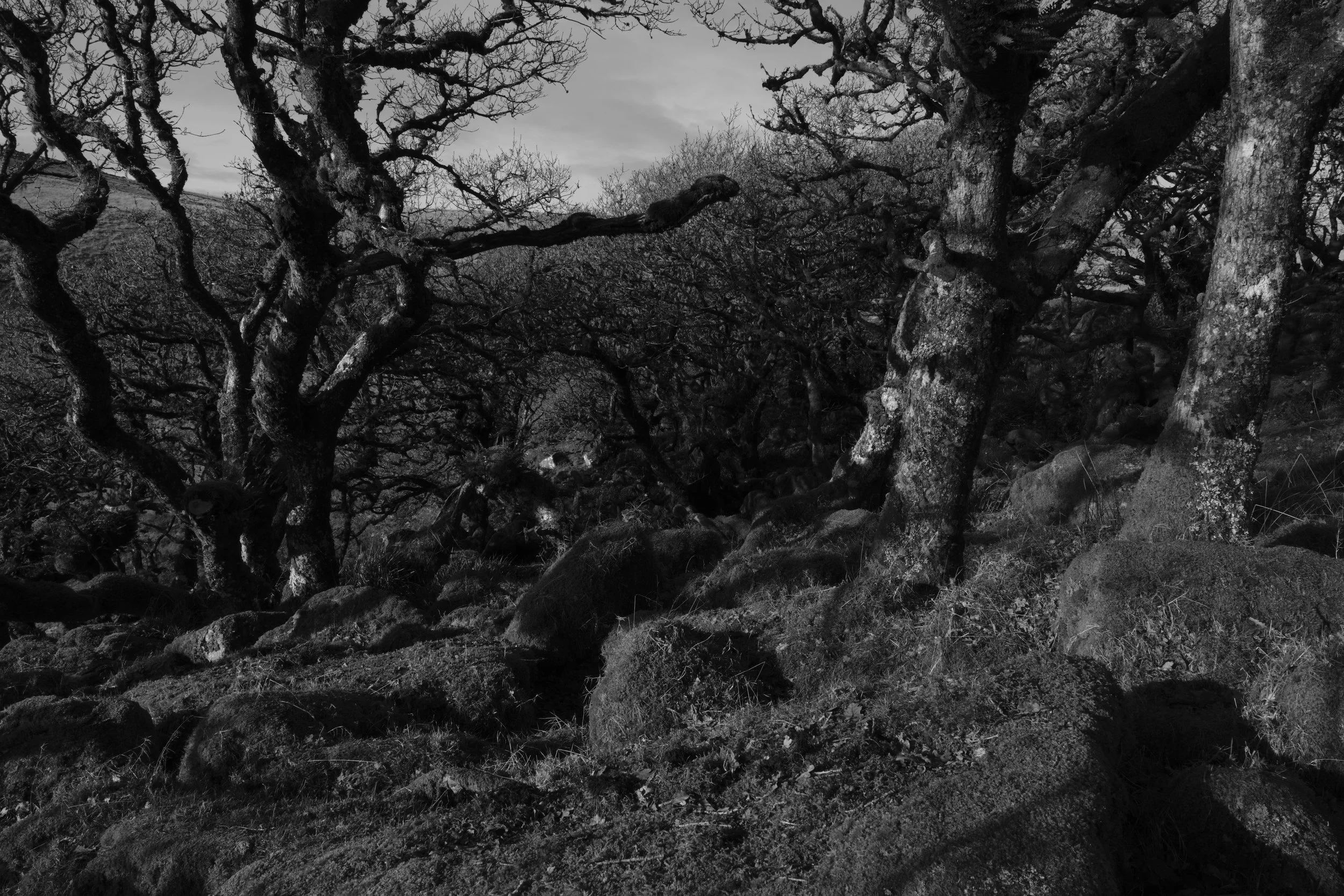 Wistman's Circular_54.jpg