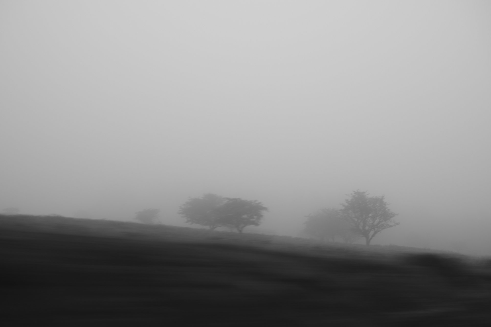 A black and white image of a misty landscape with three silhouetted trees on a blurred hill. The atmosphere is quiet and mysterious.