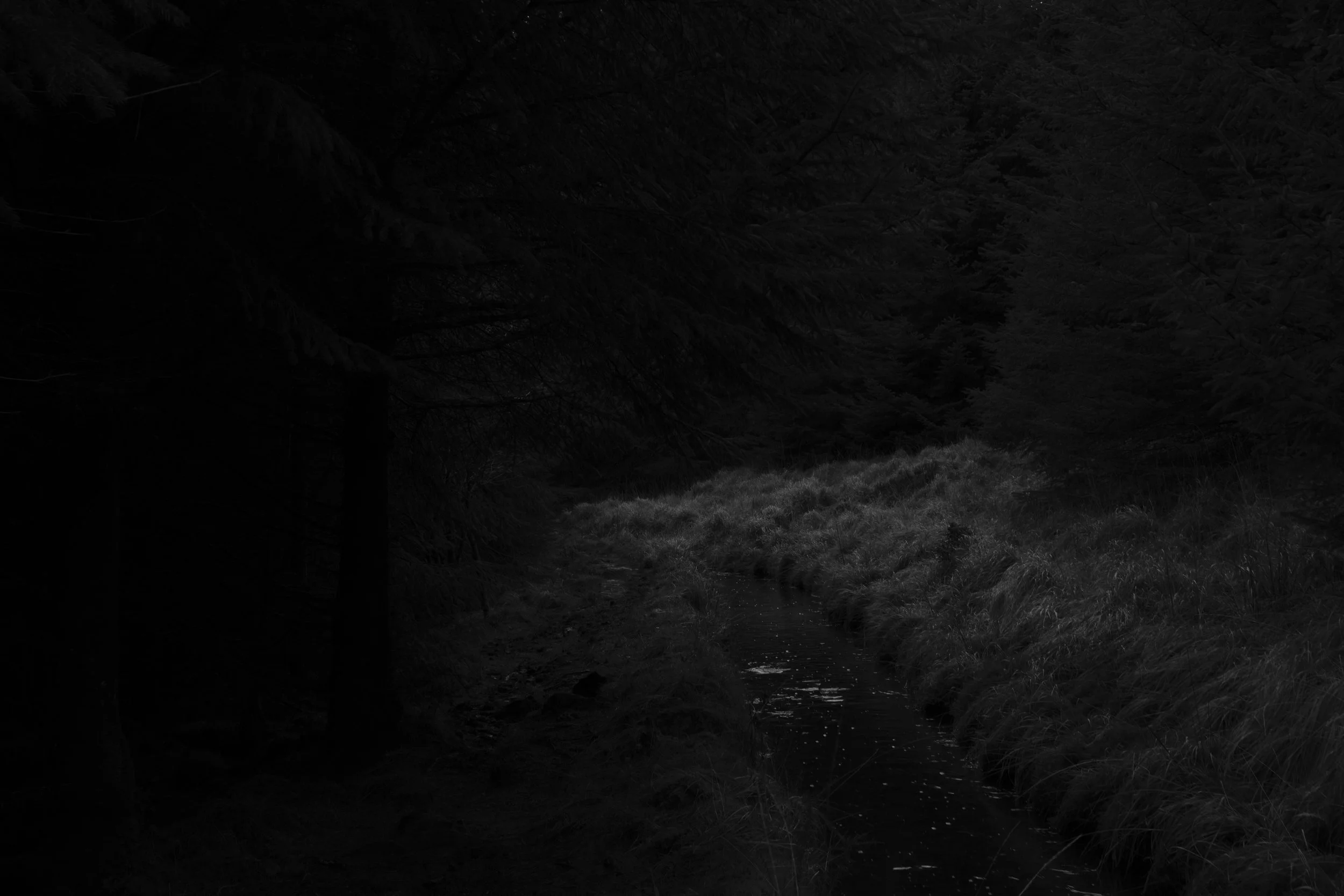 Dark, moody scene of a narrow stream winding through dense forest undergrowth, with faint reflections on water and dimly lit grass creating a mysterious ambiance.