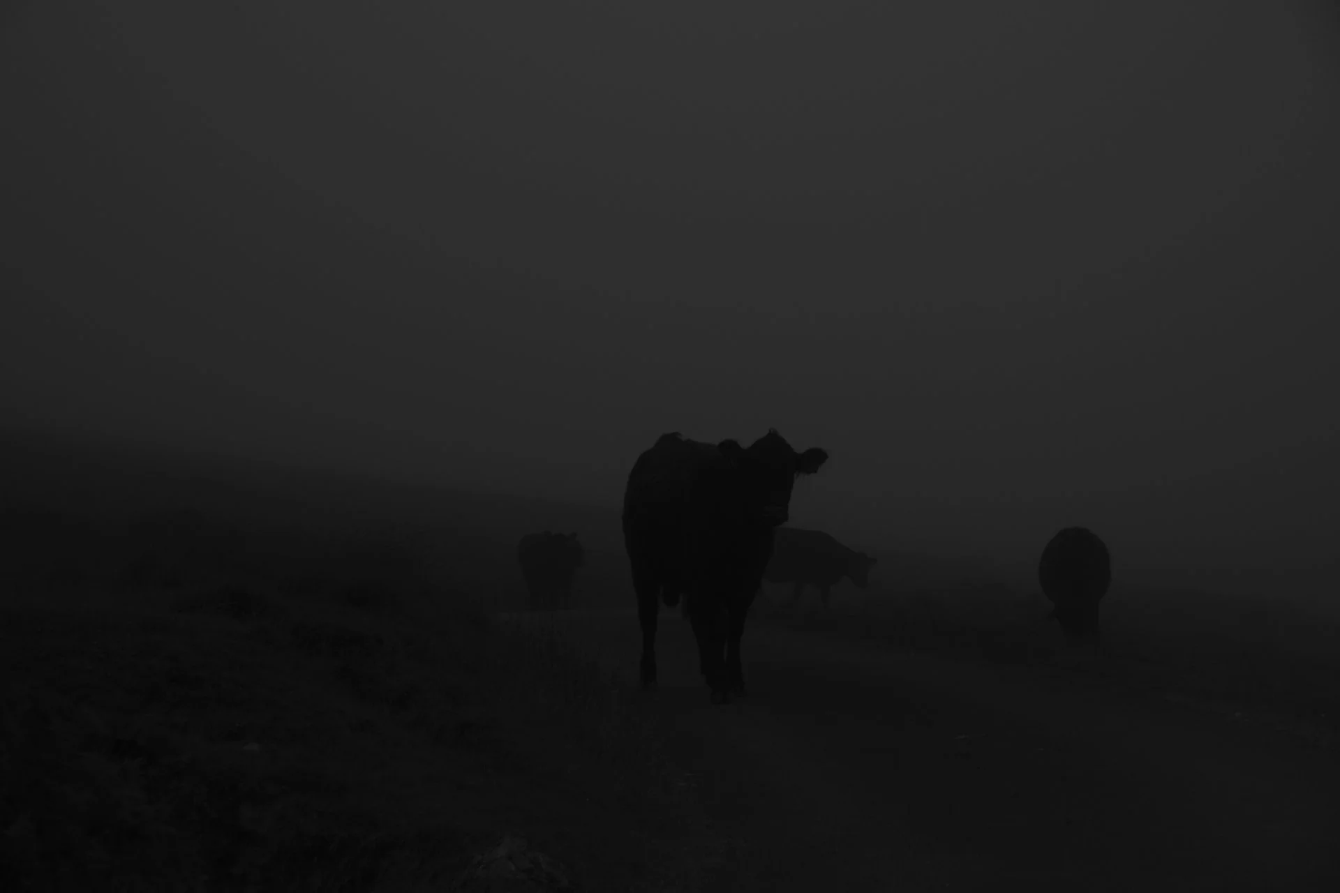 Silhouettes of cows walking on a foggy path in the dark.