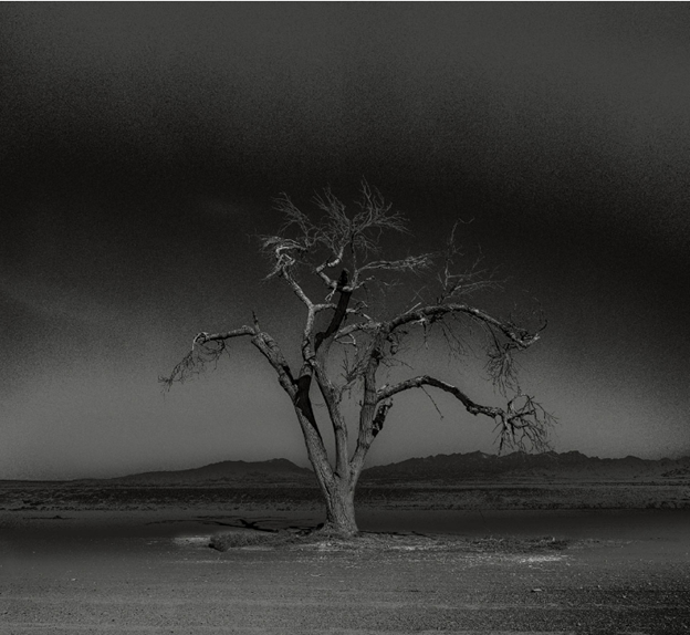 A black and white photograph from Osamu James Nakagawa of a bare tree in the middle of frames and a monochrome backdrop