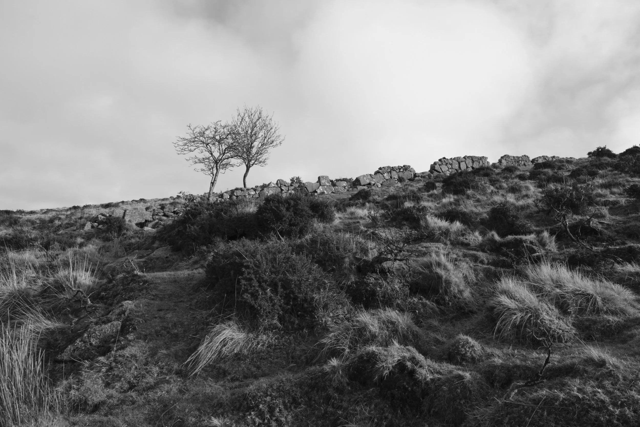 A black and white photograph of a hillside with sparse vegetation, including bushes and grasses, and two leafless trees near the top with a stone wall running along the crest of the hill.