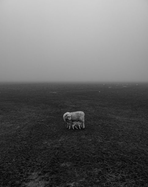 Black and white photograph from Martin Amis' Reverie. A sheep and their lamb are centre of frame against a barren landscape and misty conditions.