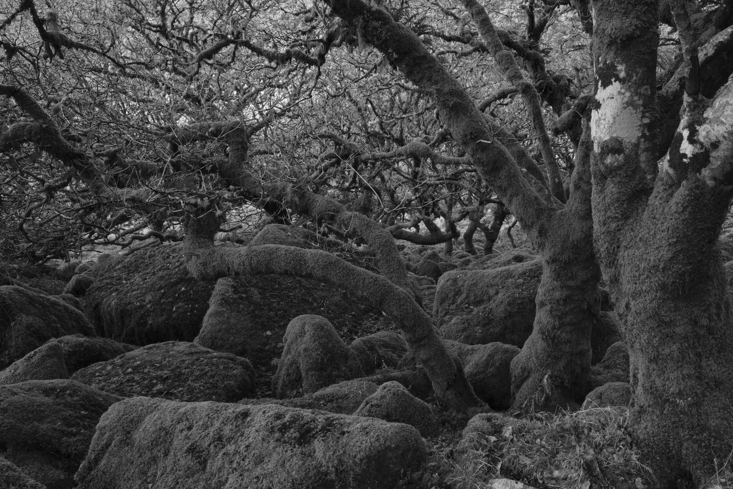 A black and white photo of a dense forest with gnarled trees and large rocks covered in moss, with twisted branches reaching in various directions.