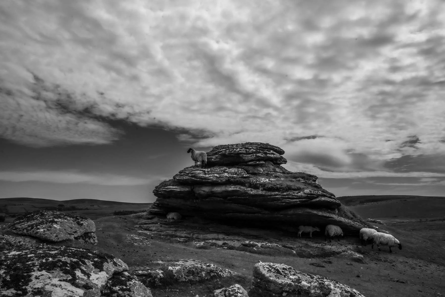 Black and White Photograph of a rock formation in Dartmoor National Park. A sheep stands on a rock whilst several other sheep graze below against a backdrop of clouds