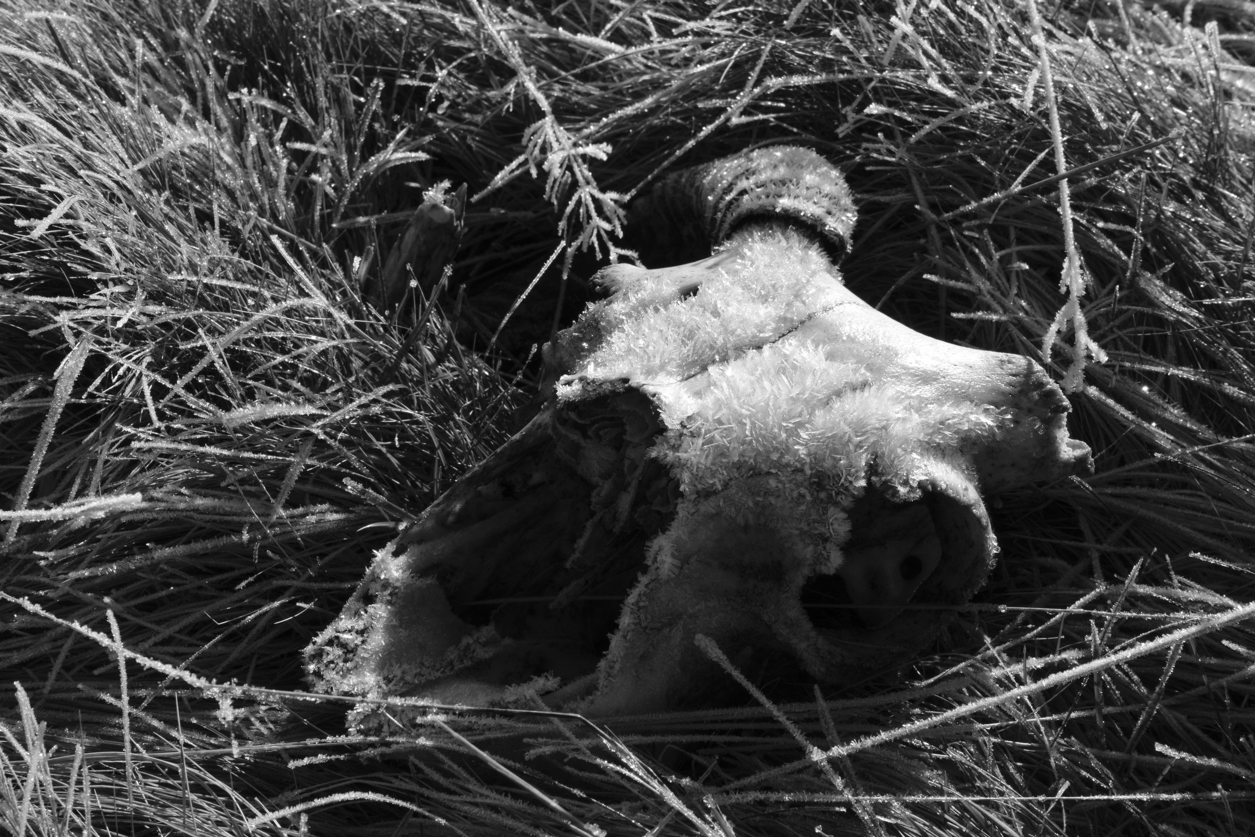 A black-and-white image depicts a frosted animal skull resting among long, frozen grass. The scene conveys a stark, cold, and somber atmosphere.