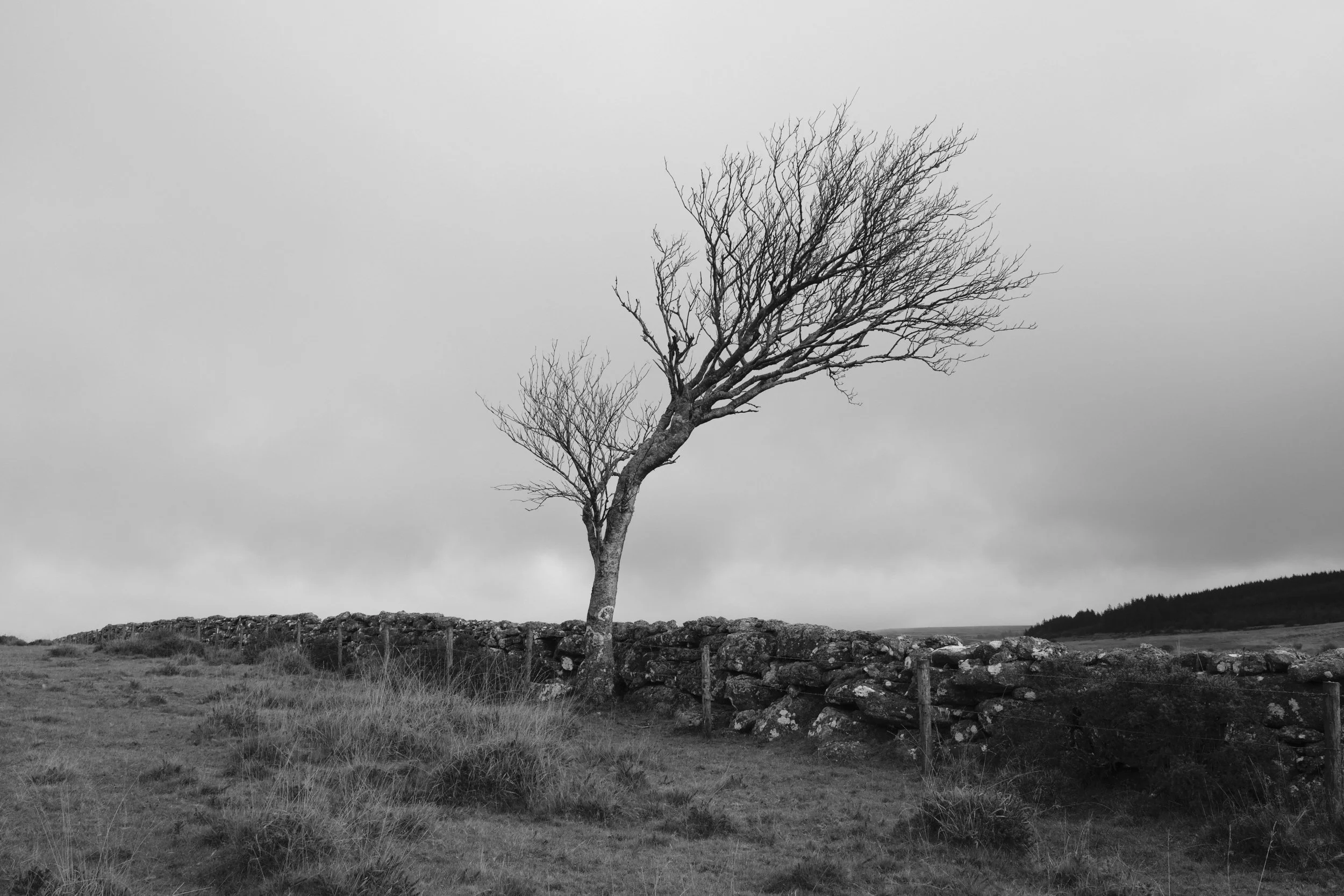 Black and white image of a windswept, leafless tree leaning over a stone wall in a barren landscape. The sky is overcast, creating a sombre mood.