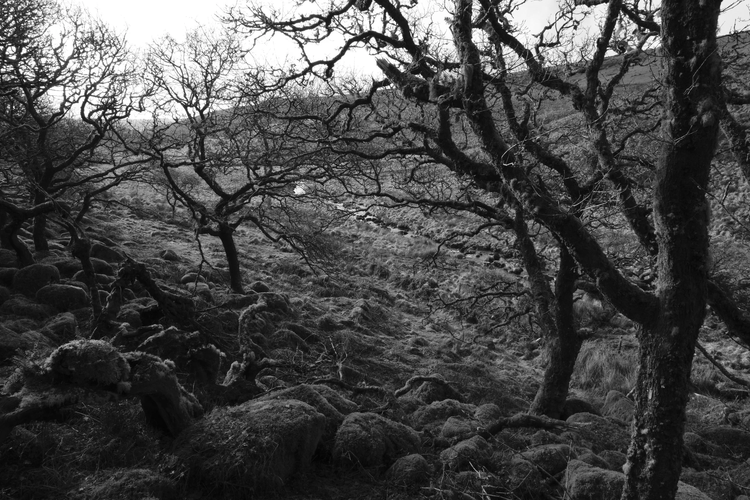 Monochrome image of gnarled, leafless trees on a rocky hillside. The barren branches create intricate patterns, conveying a stark and eerie atmosphere.