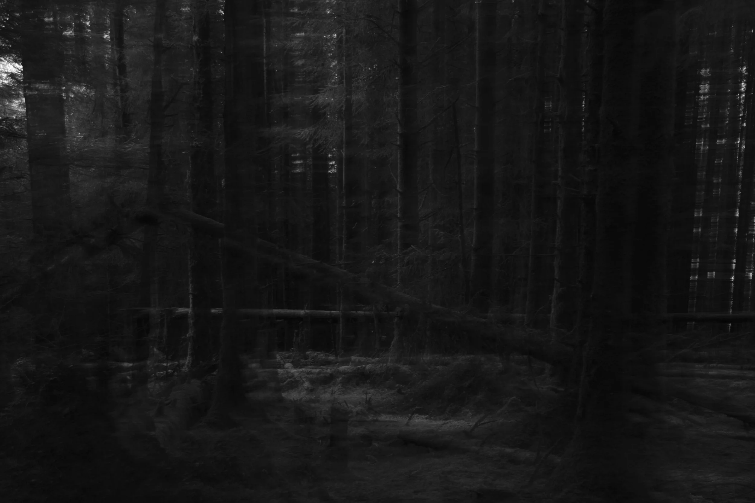 Dark, blurred forest scene with tall, dense trees and fallen branches, creating an eerie, mysterious atmosphere. Shadows dominate the image.