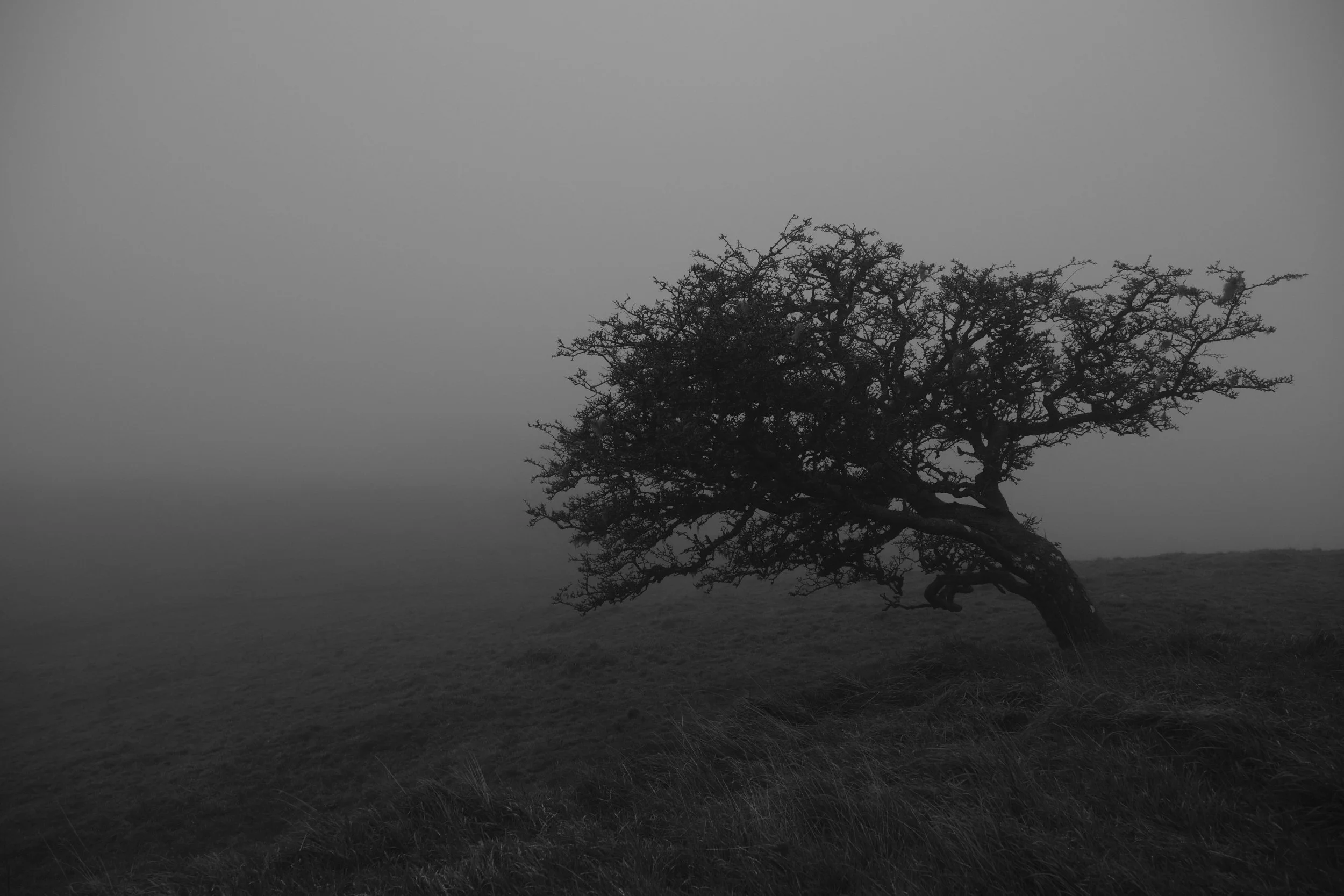 A lone, wind-bent tree stands on a grassy hillside shrouded in fog, creating a moody, atmospheric scene in black and white.