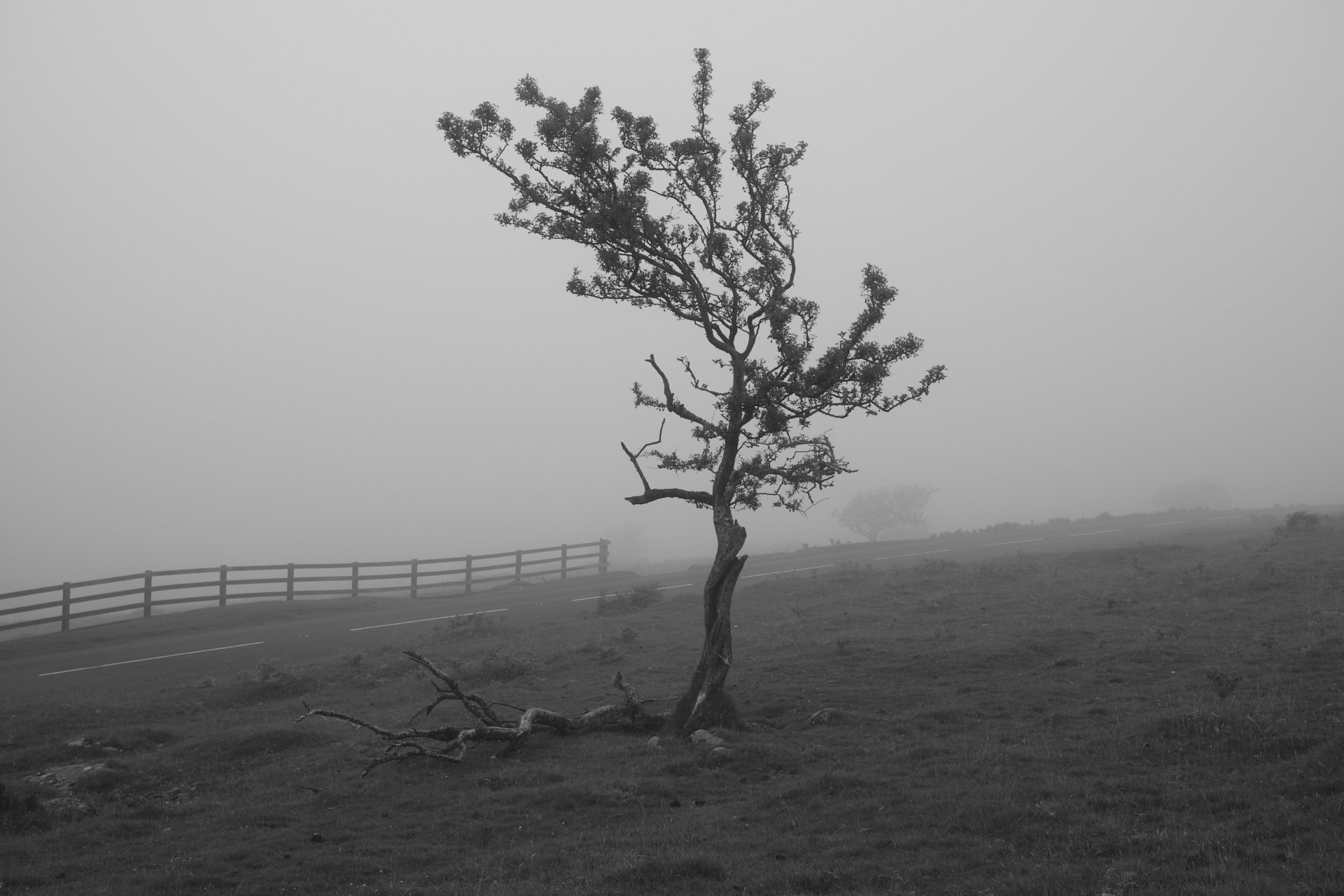 A solitary, wind-swept tree stands on a foggy landscape. A wooden fence runs parallel to a narrow road. The mood is serene and melancholic.