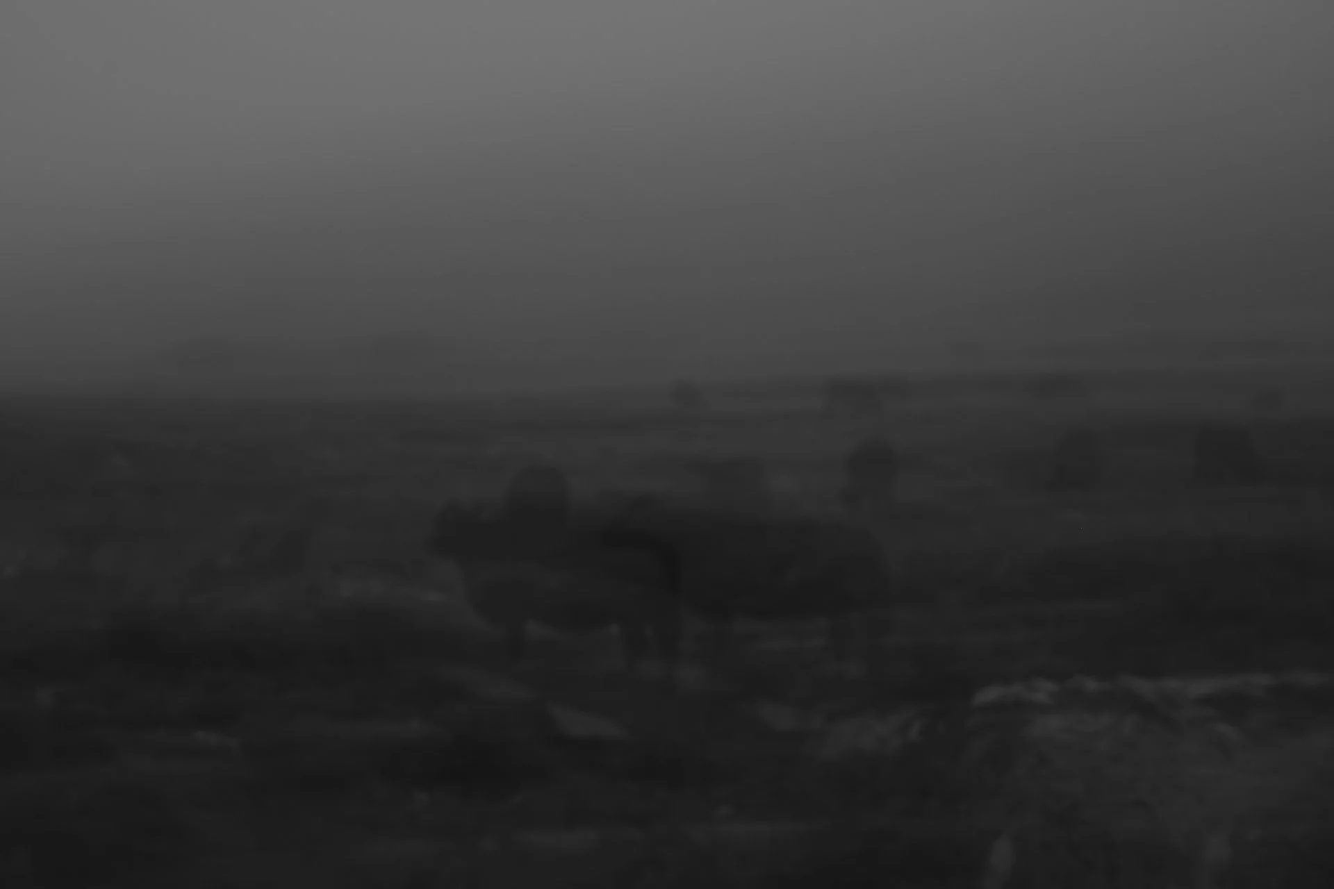 Foggy landscape with faint, shadowy silhouettes of cows grazing. The scene is dark and mysterious, with low visibility and a somber tone.