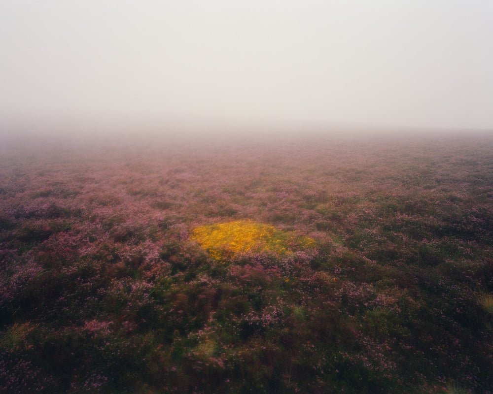 Photograph on Dartmoor National Park. Pink and Yellow flowers can be seen on the ground