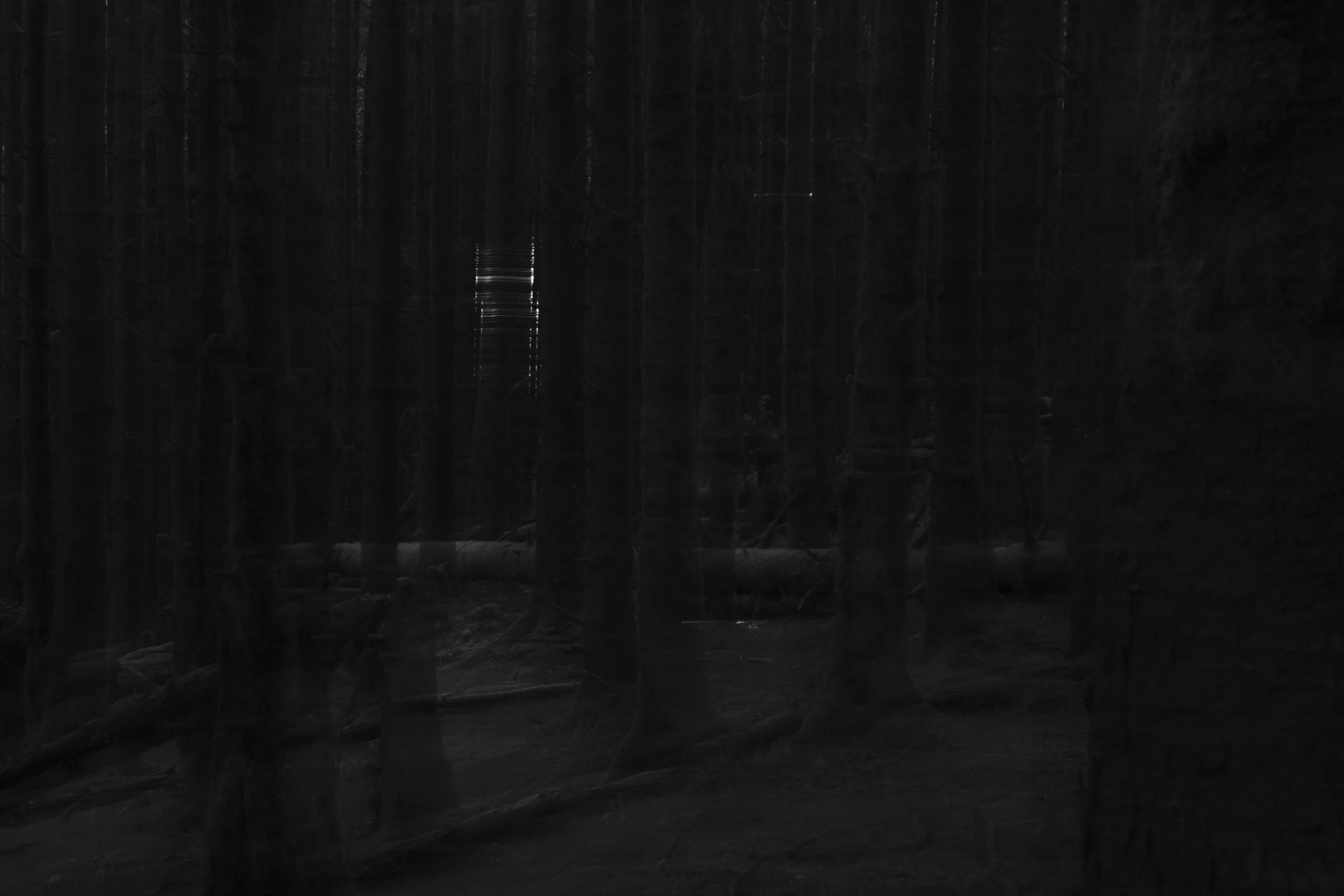 A dark, dense forest with tall, shadowy trees. A faint light gleams in the distance, creating a mysterious and eerie atmosphere.