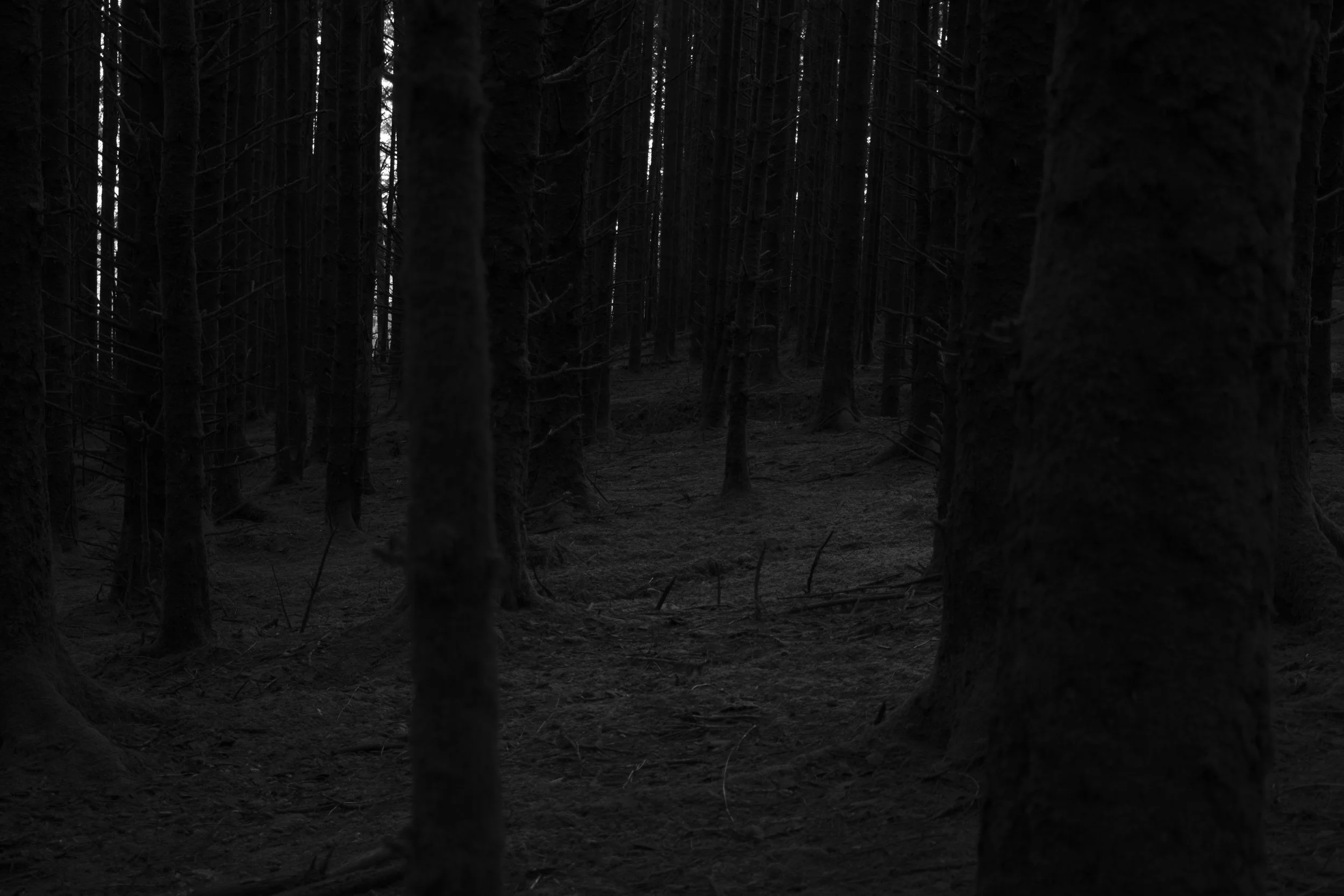 Dark, dense forest with tall, shadowy trees tightly packed together, creating an eerie, mysterious atmosphere. Sparse undergrowth, dim lighting.