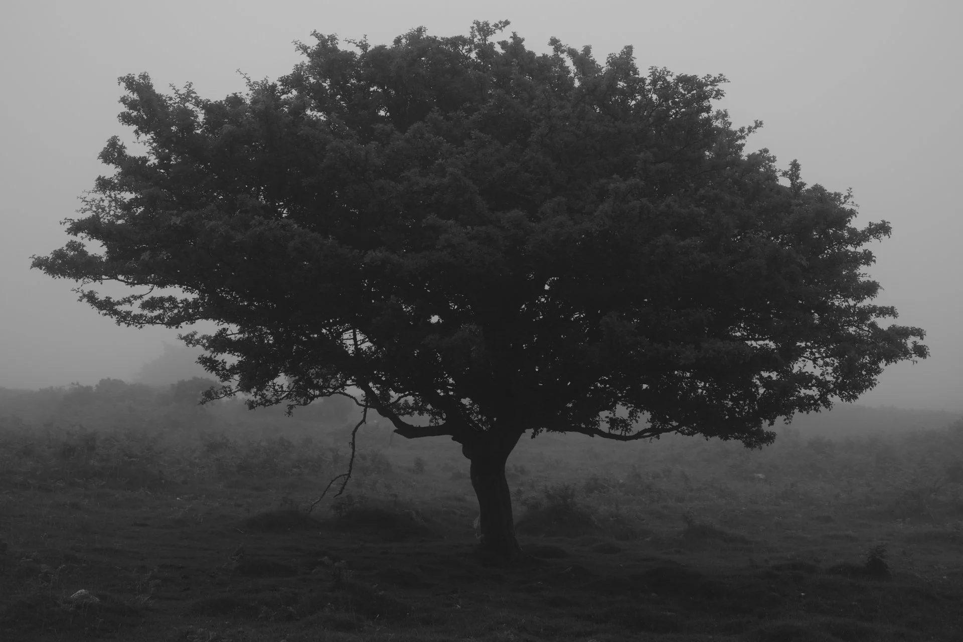 A solitary tree with a broad canopy in a foggy landscape.