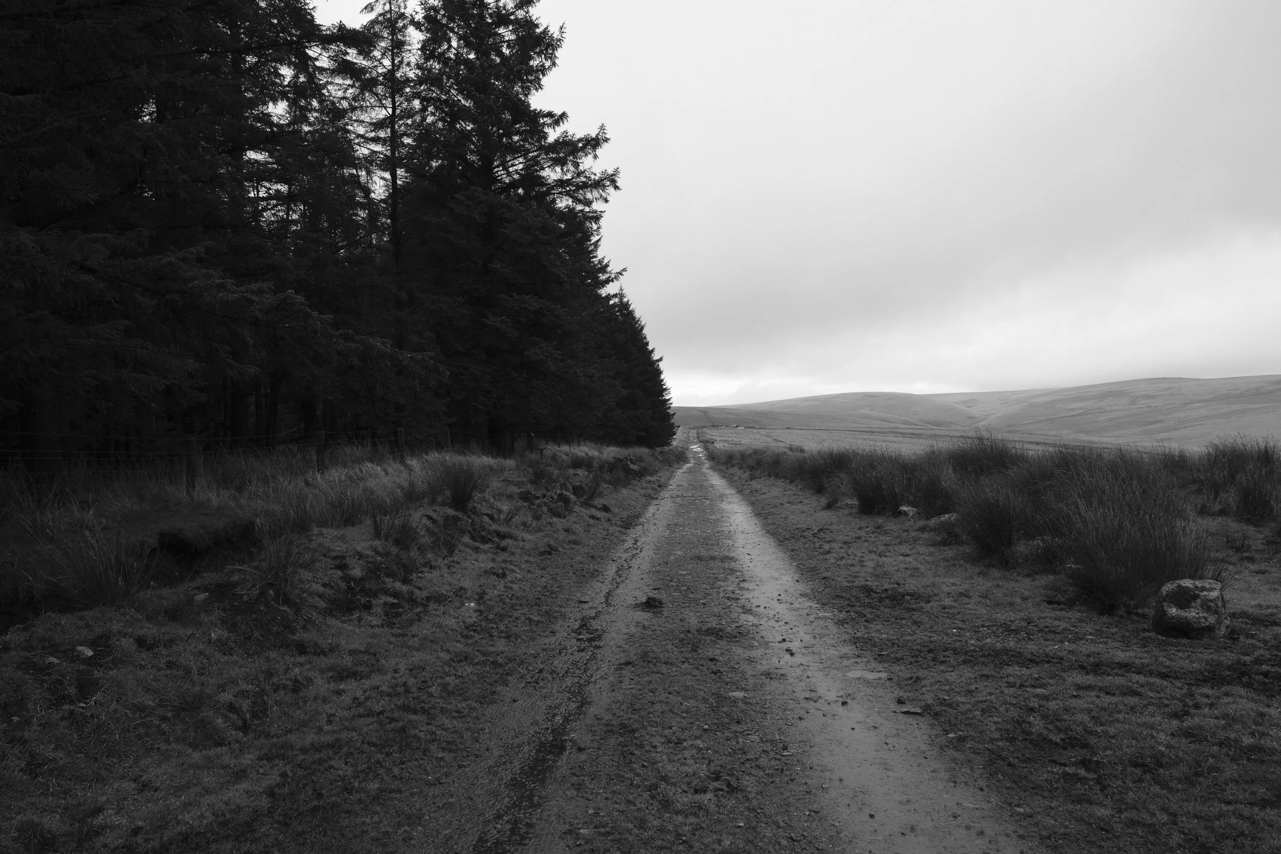 A black and white photo of a dirt road stretching into the distance, flanked by trees on the left and open grassland on the right under a cloudy sky.