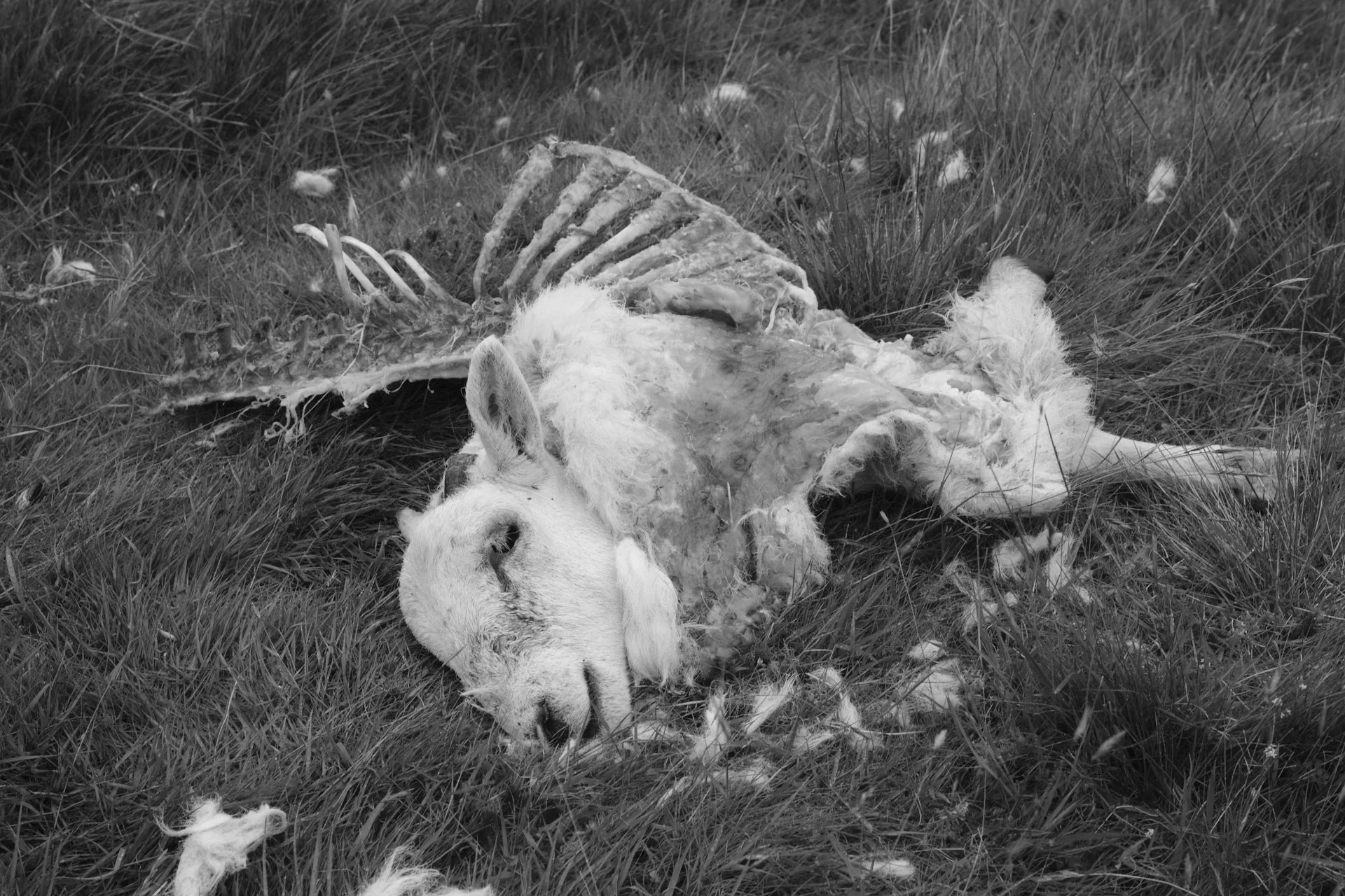 Black and white photo of a dead animal, possibly a lion, lying on its side in tall grass, with its rib cage exposed.