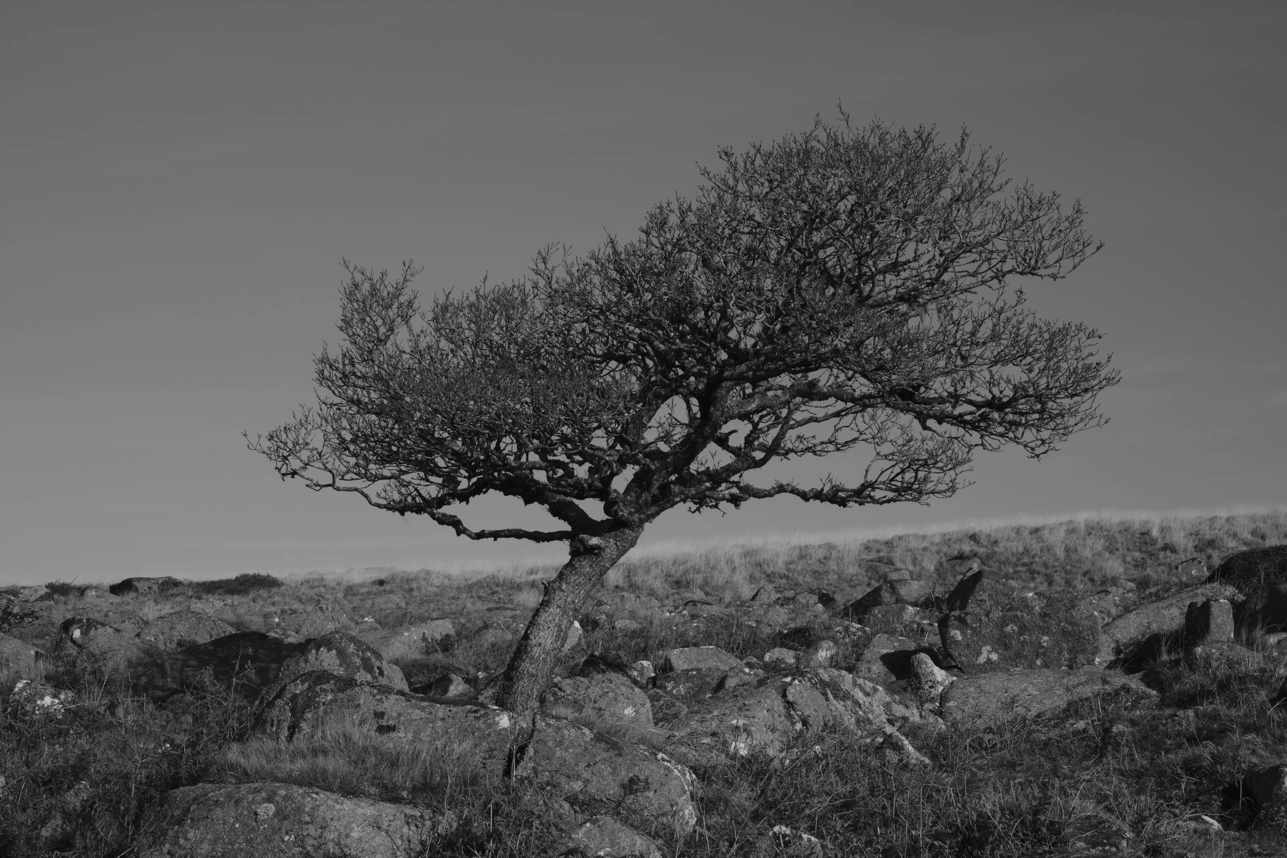 A solitary, wind-swept tree leans leftward among scattered rocks in a grassy field. The black and white tones evoke a serene, timeless feeling.