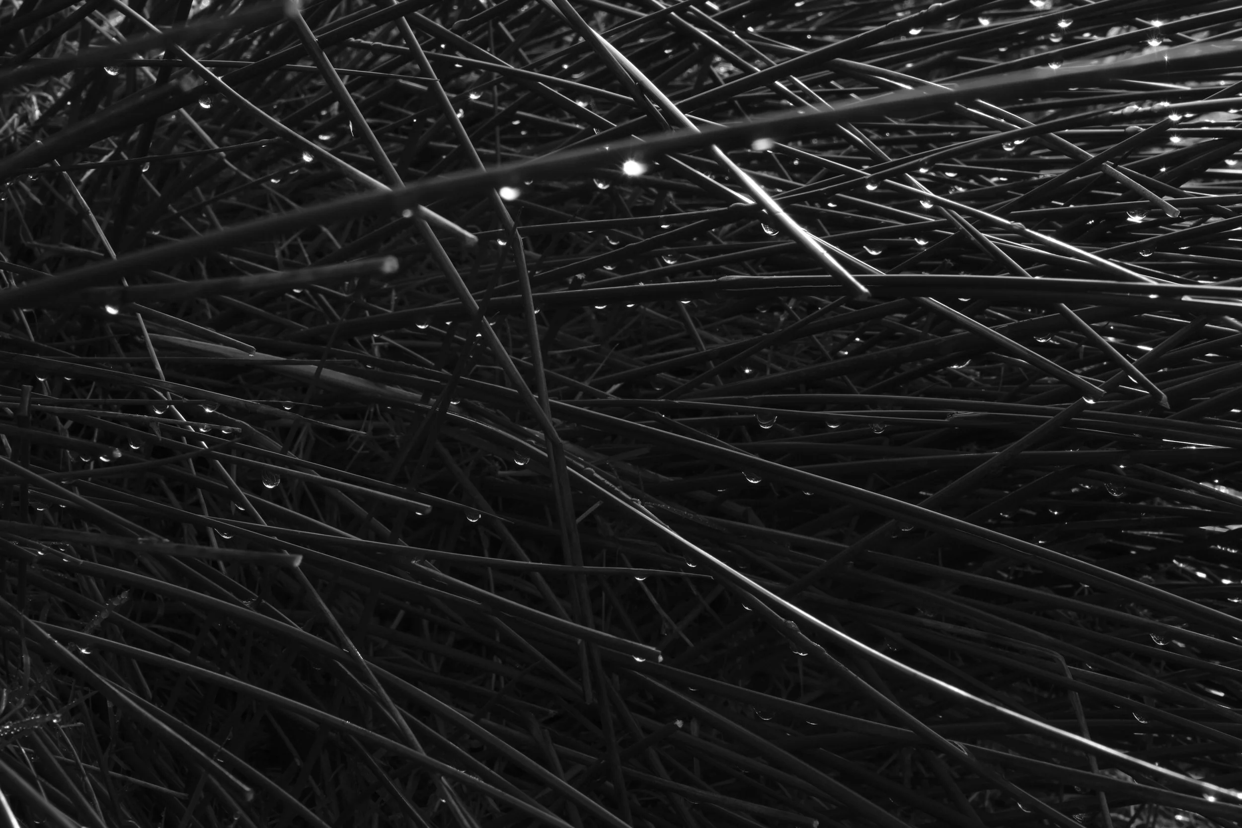 Close-up view of intertwined twigs or sticks with water droplets on them, in black and white.