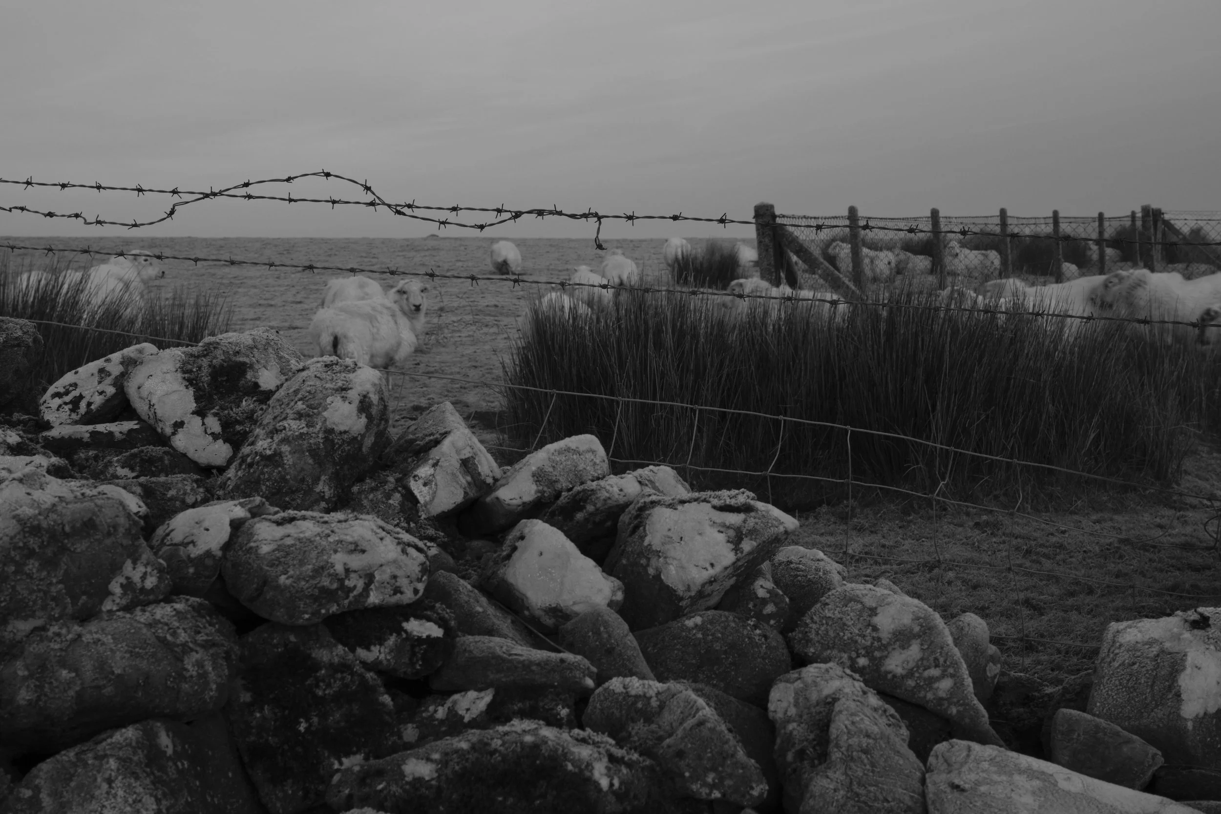 Black and white image of a rural landscape with a stone wall and barbed wire fence. Sheep graze in the field, creating a serene, pastoral scene.