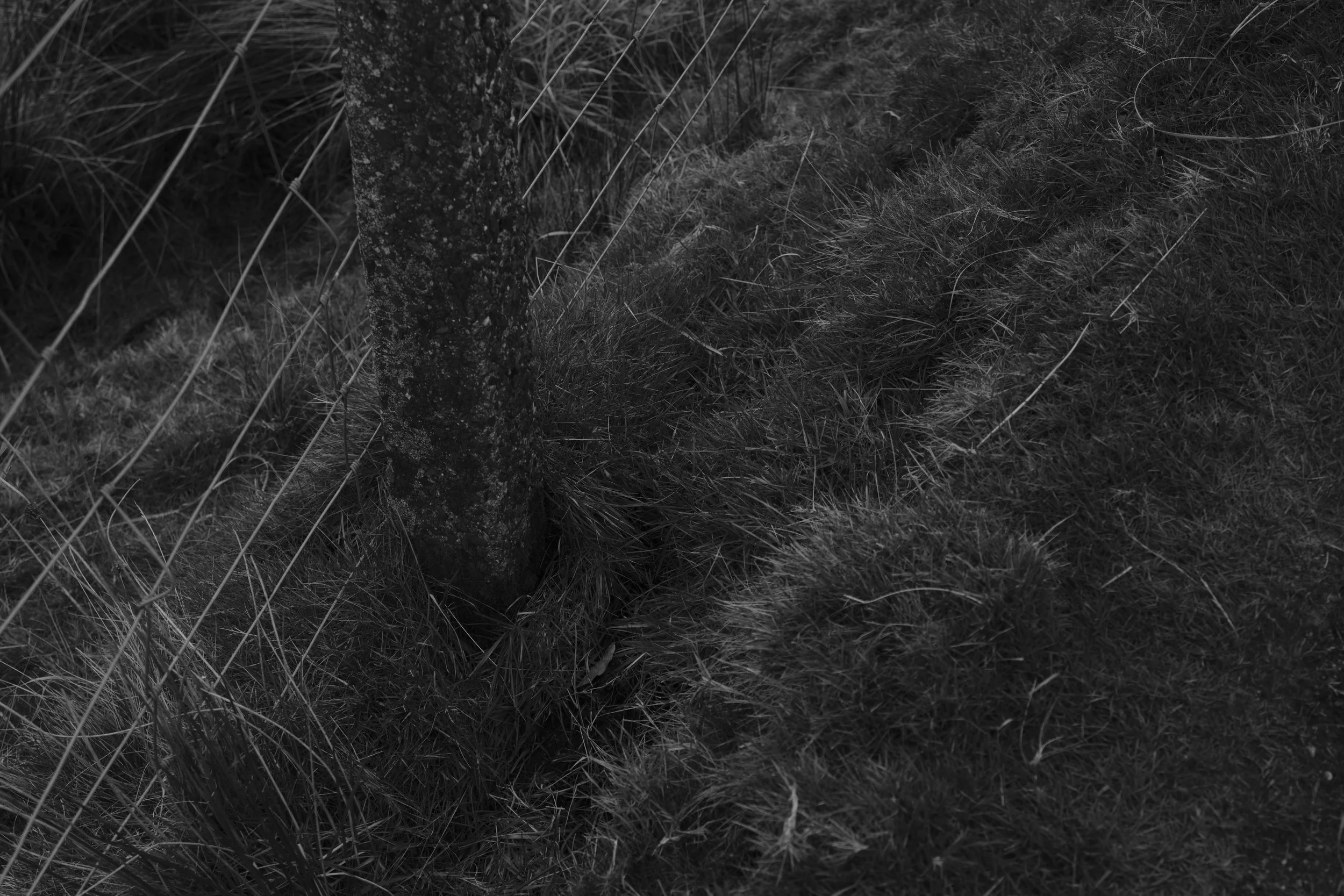 Close-up of a textured tree trunk surrounded by tall grasses and lush, uneven ground. The black and white tone adds a serene, natural feel.