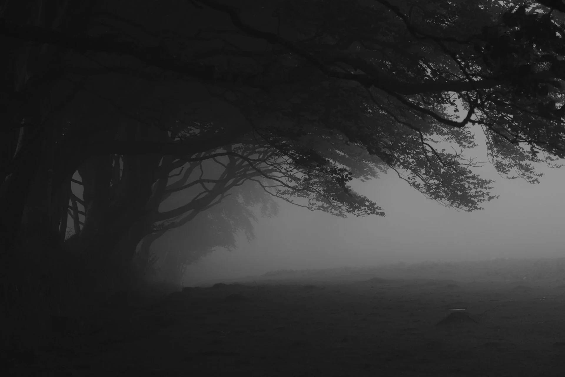 A foggy, dark forest scene with twisted trees creating an eerie canopy over a shadowy path. The atmosphere is mysterious and ominous.