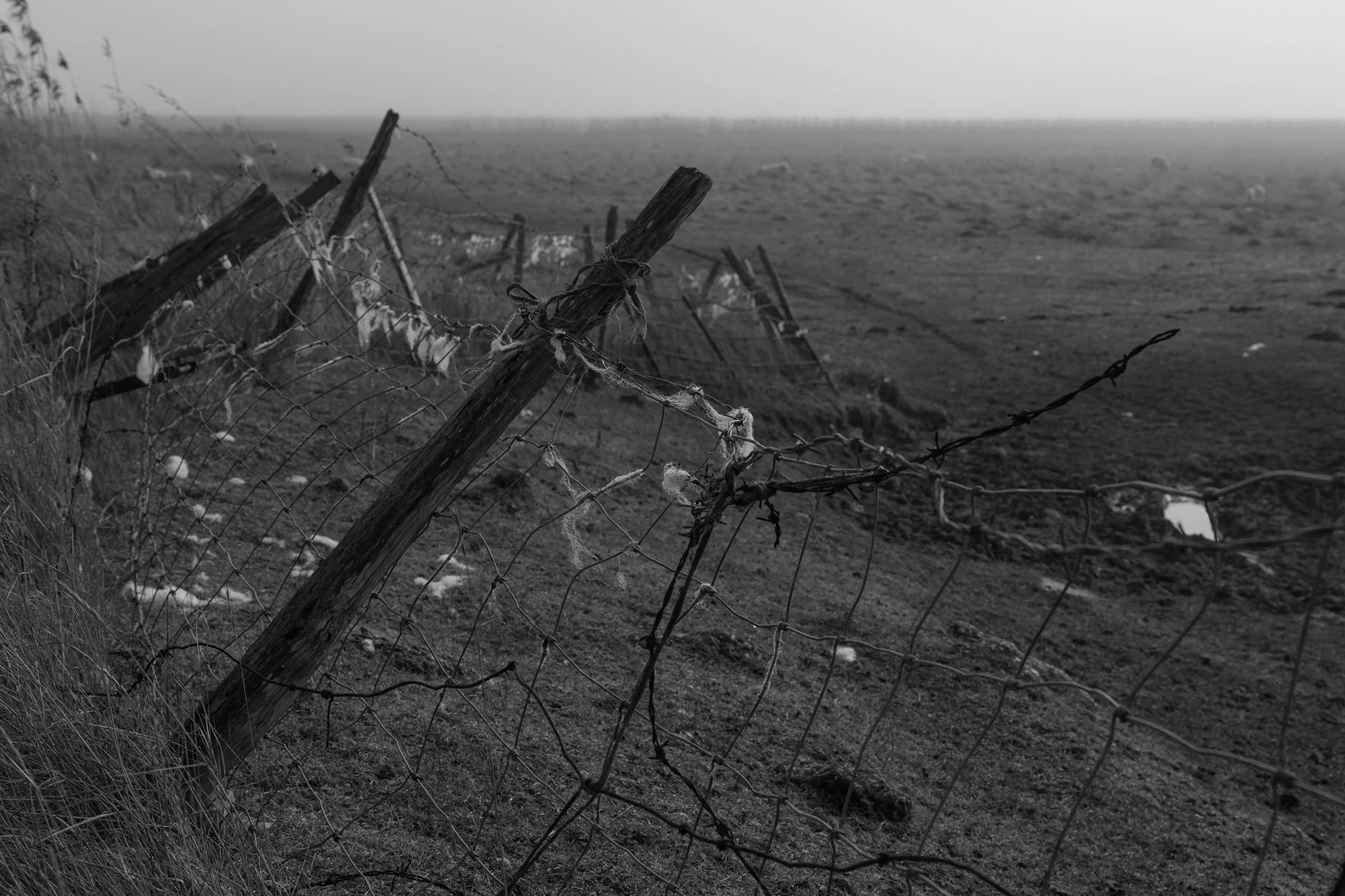 Black and white photograph from Martin Amis' This Land. A barbed wire fence leans off balance with a field in the background and sheep wool caught on the wire, depicting melancholy and death