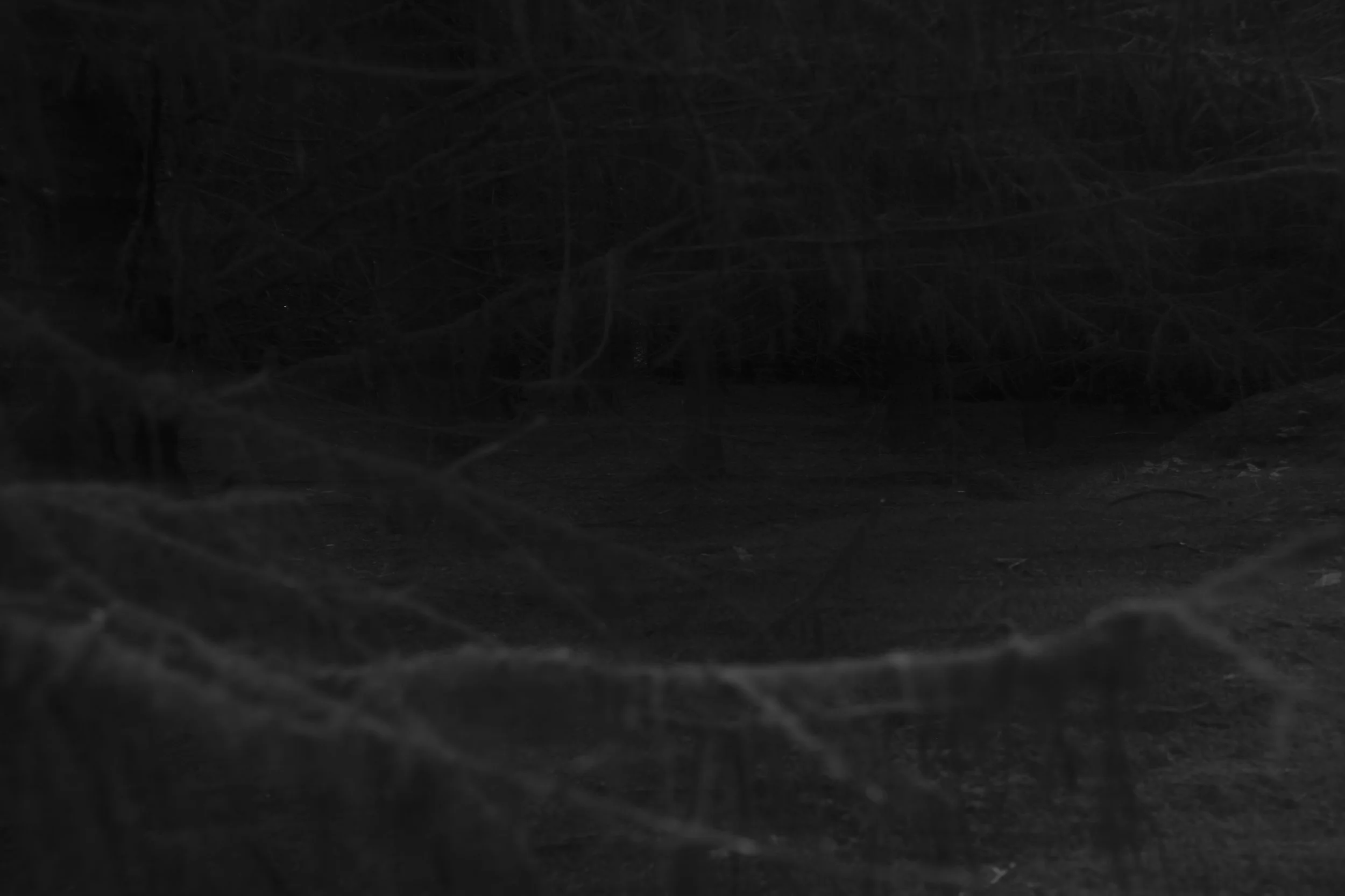 Dark, shadowy forest scene with dense, overhanging branches and a dimly lit forest floor. It has an eerie, mysterious atmosphere.