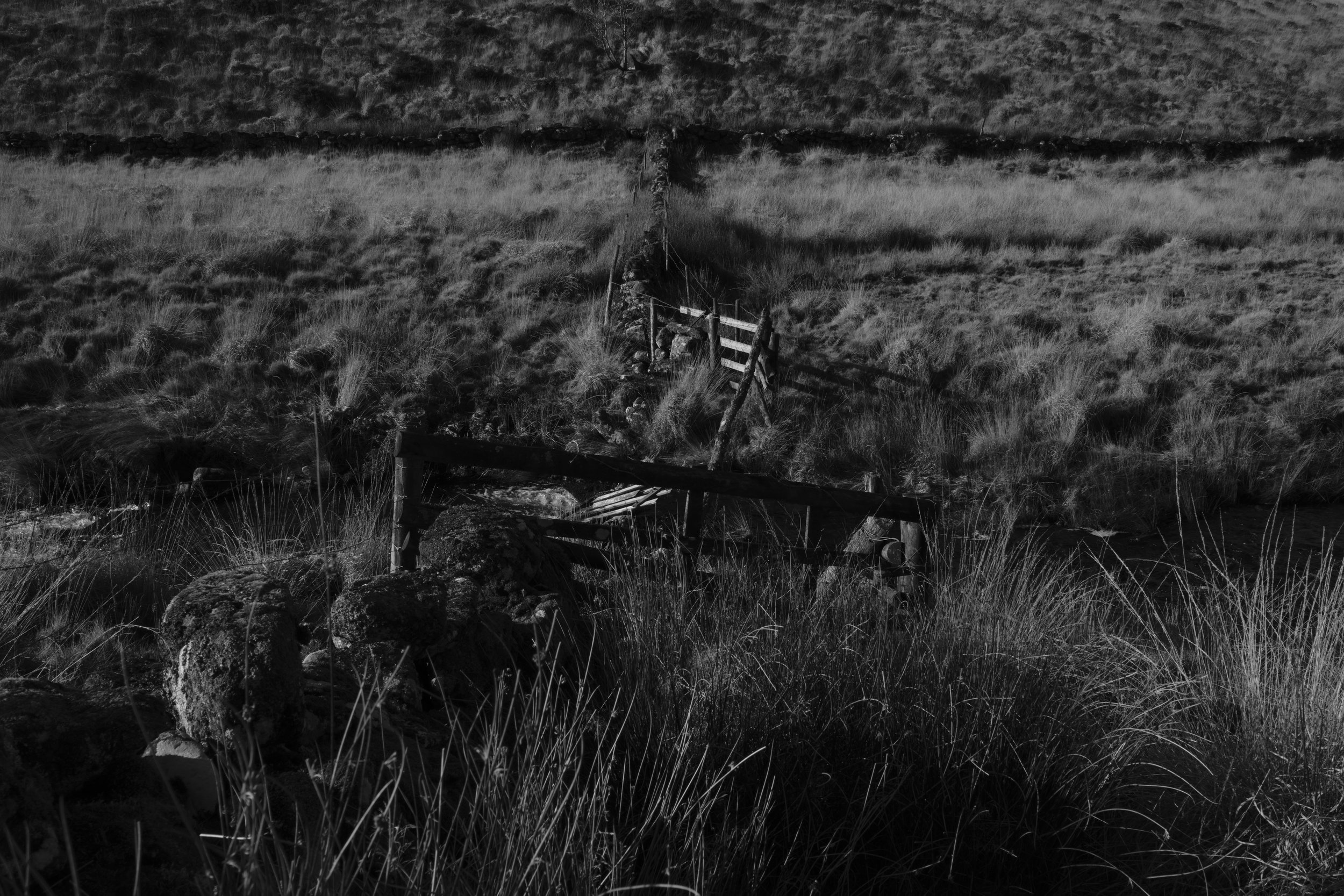 A black-and-white image shows a rustic wooden bridge amidst tall grass and uneven terrain. The scene is moody with shadows and highlights.