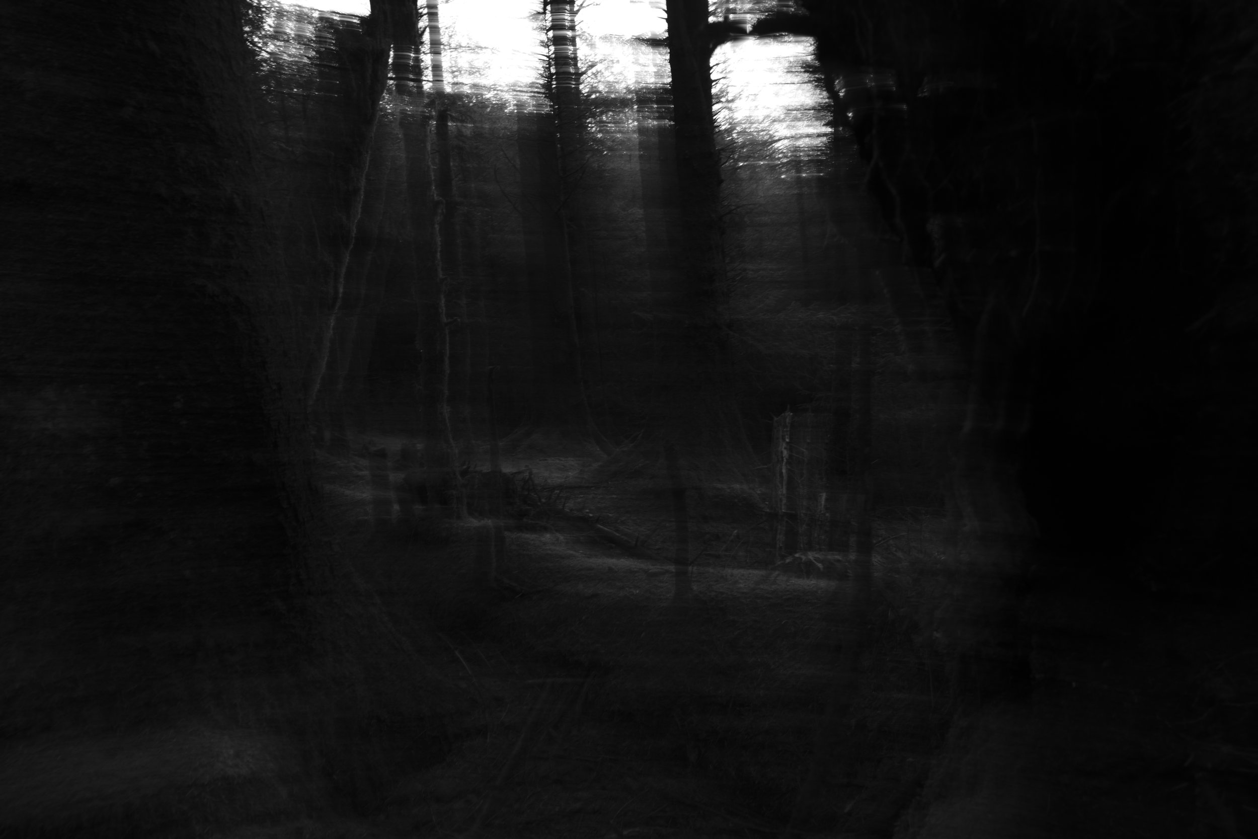 Dark, blurry black and white image of a dense forest. Tall trees create vertical lines, evoking a mysterious and eerie atmosphere.