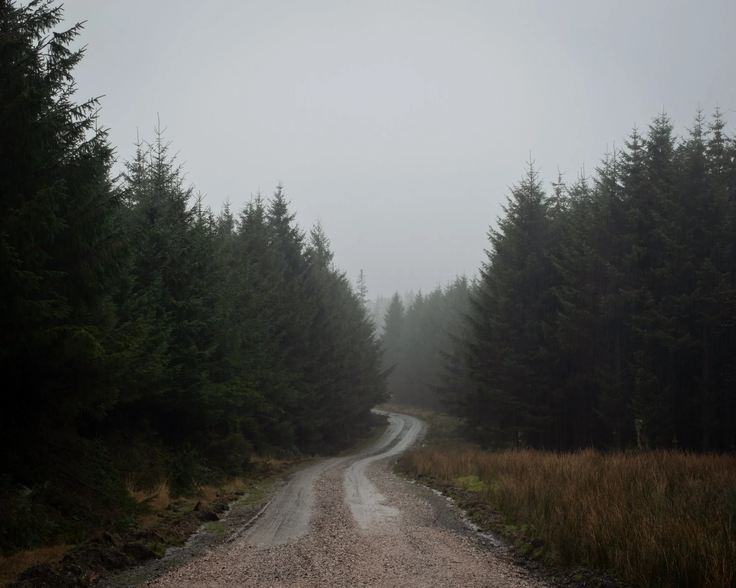 Photograph of a setting on Dartmoor National Park. A track leading behind a copse of trees can be seen against a misty sky